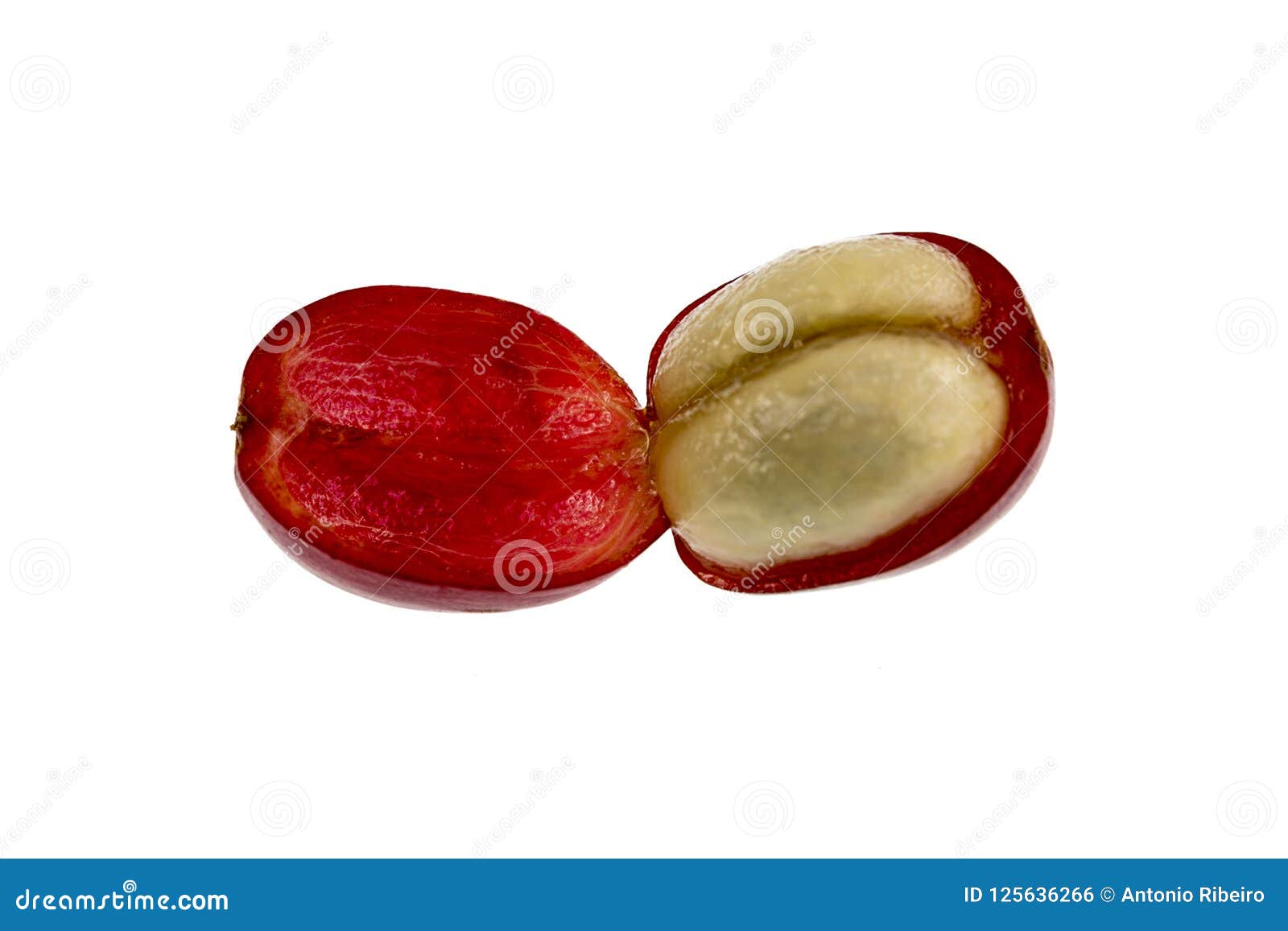 Coffee Cherry Fruit Anatomy Stock Photo Image of seed, cherry 125636266