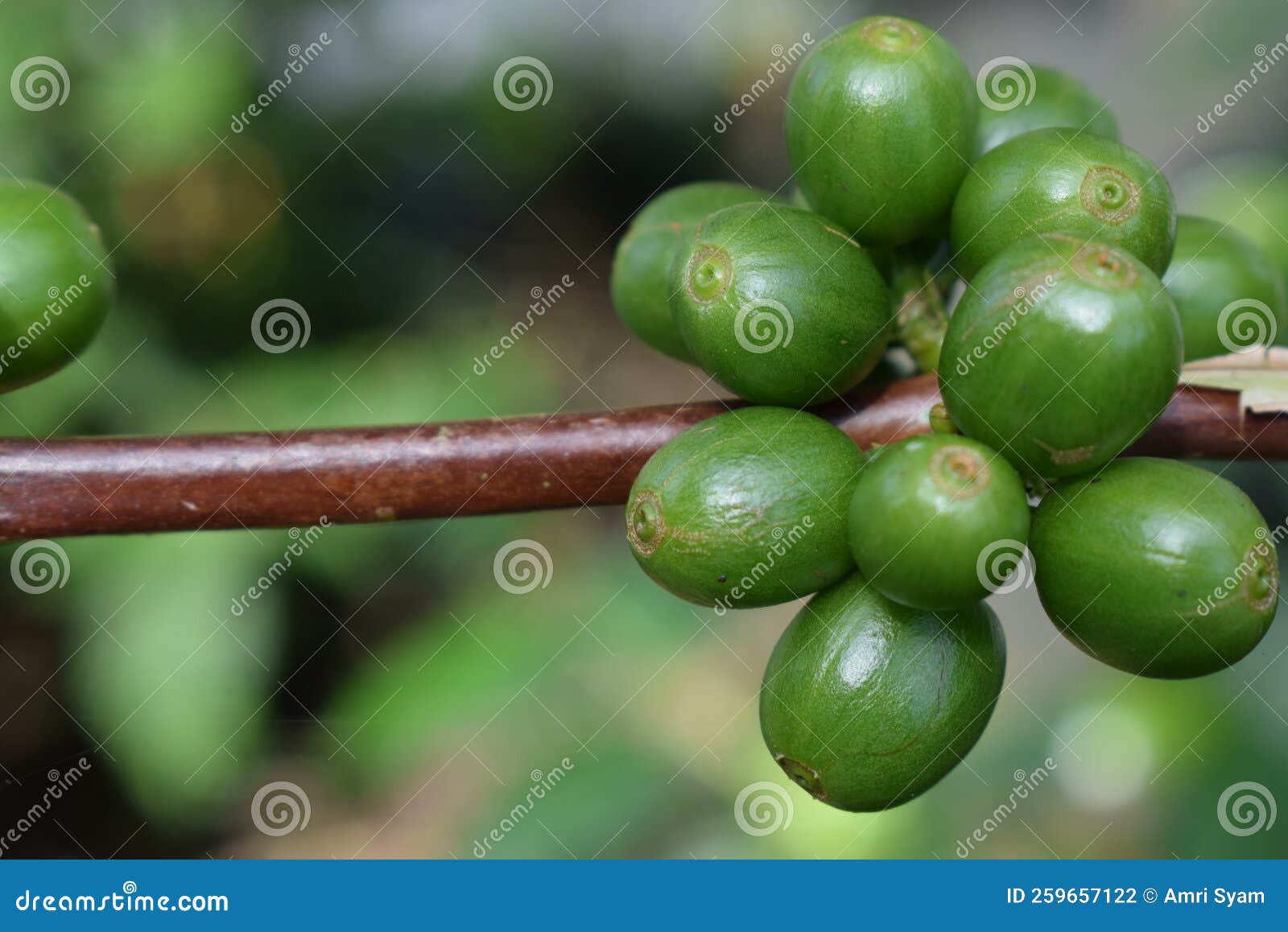 Coffee Cherry on Coffee Tree Stock Photo Image of agricultural