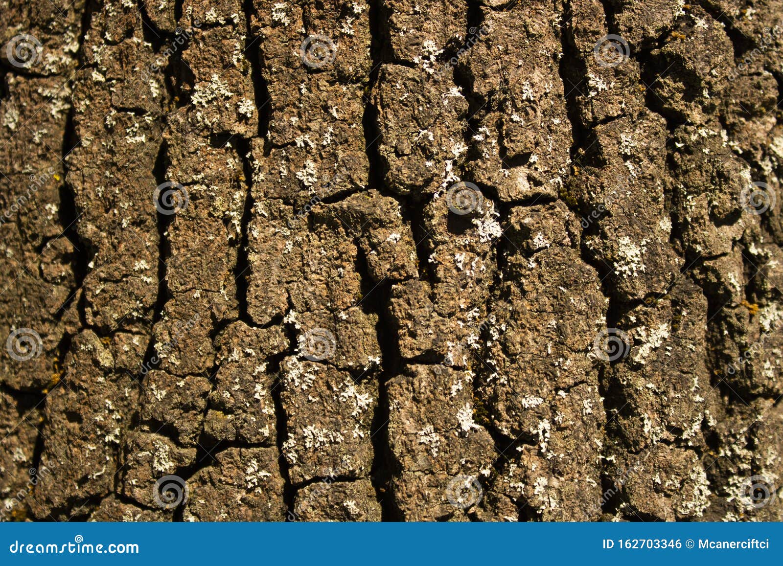 coffee color tree bark close-up.