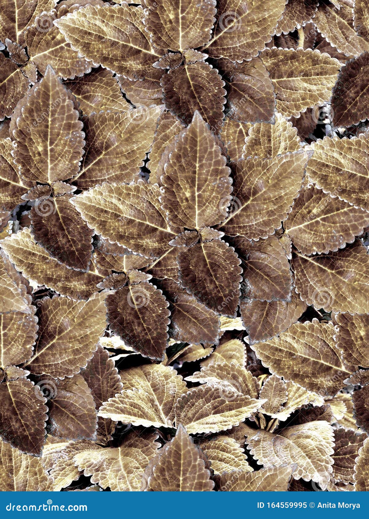 Coffee Colored Coleus Leaves Seamless Pattern Stock Illustration ...