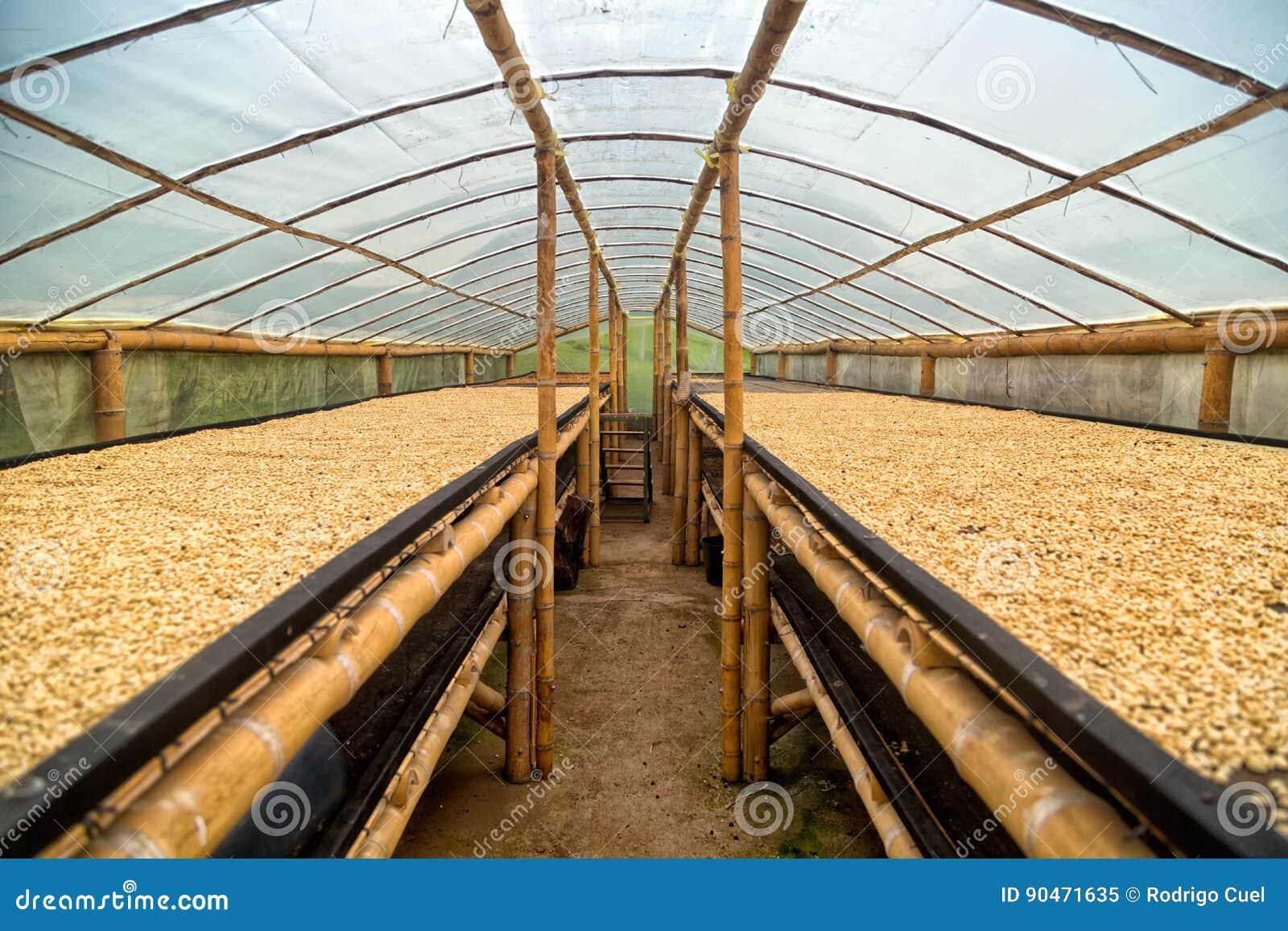 Coffee drying greenhouse stock image. Image of growth 90471635