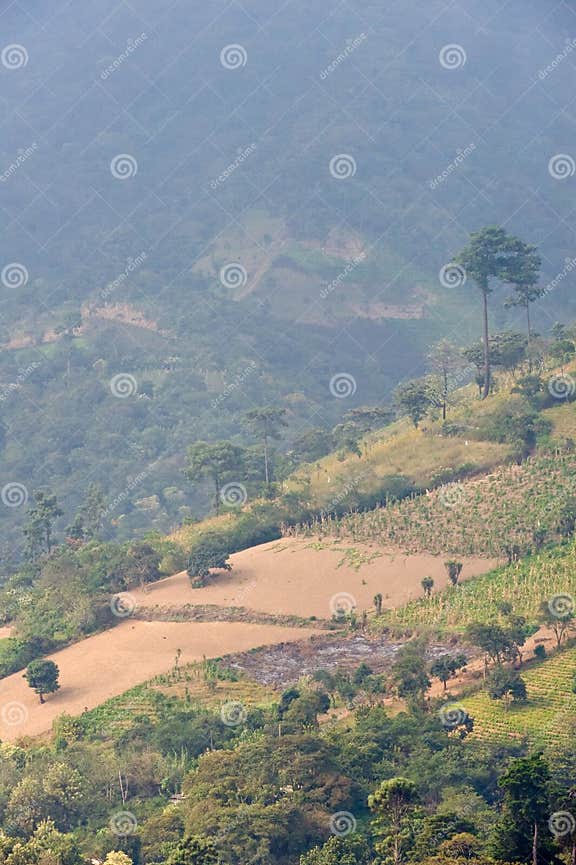 Coffee farm Guatemala stock image. Image of agriculture 7653447
