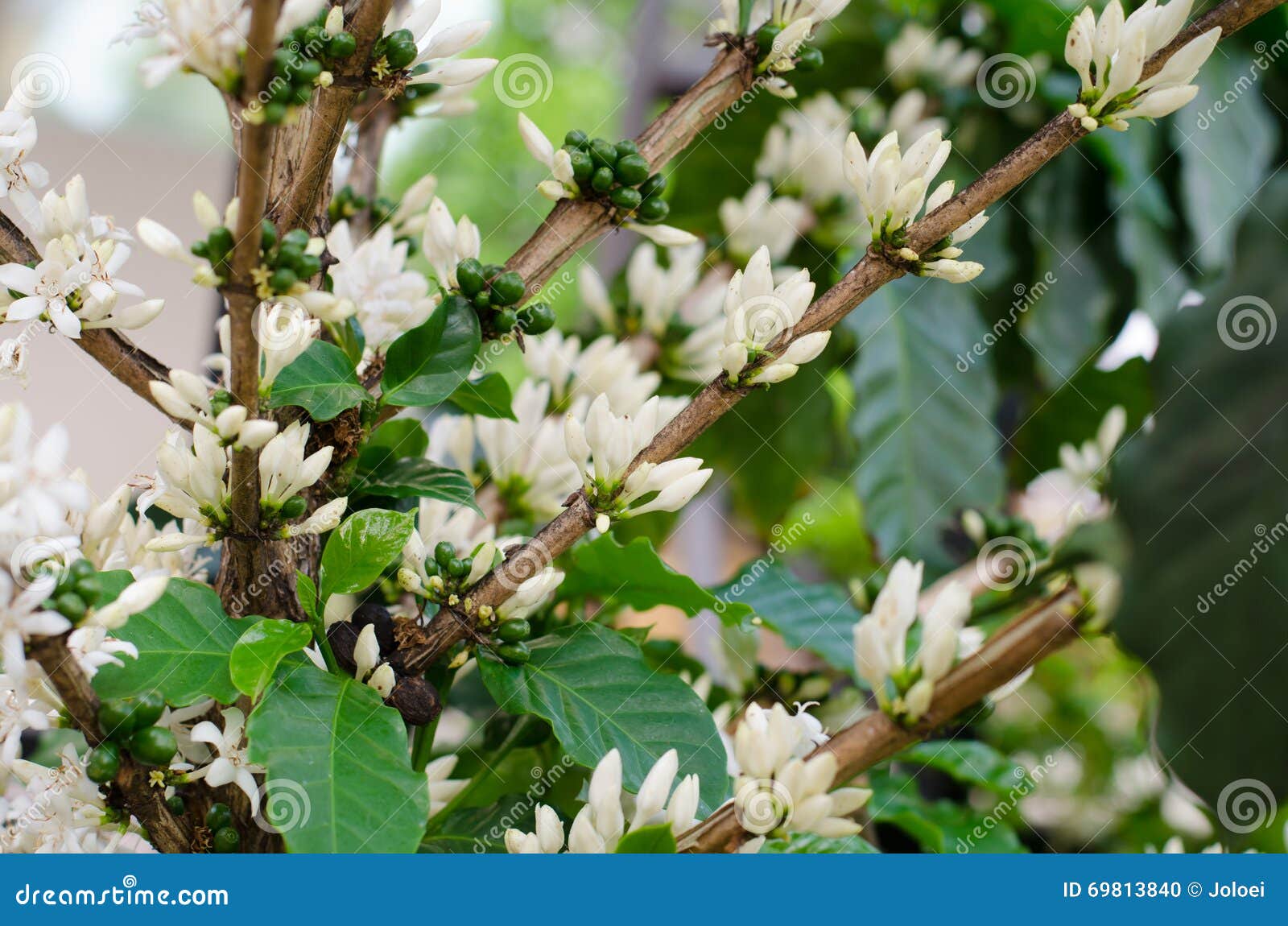 Coffee flower stock photo. Image of summer, branch, food 69813840