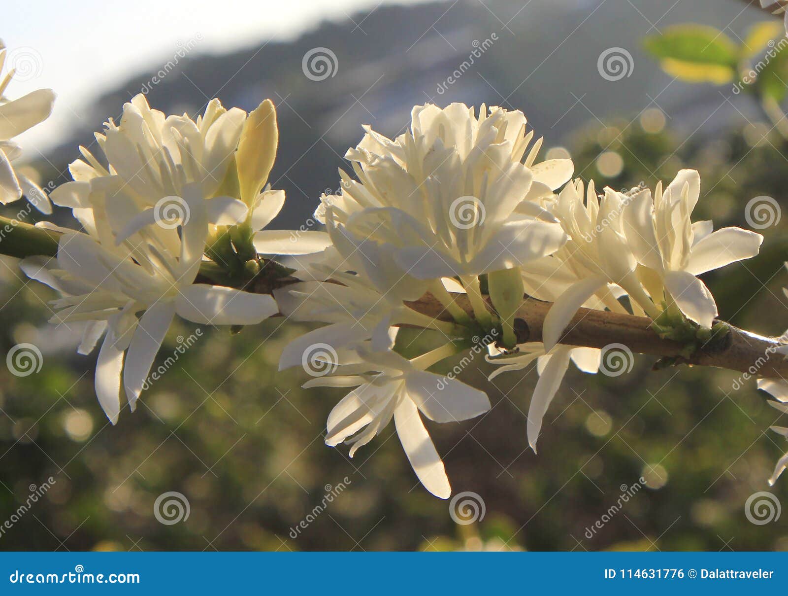 coffee flower on coffee plantation