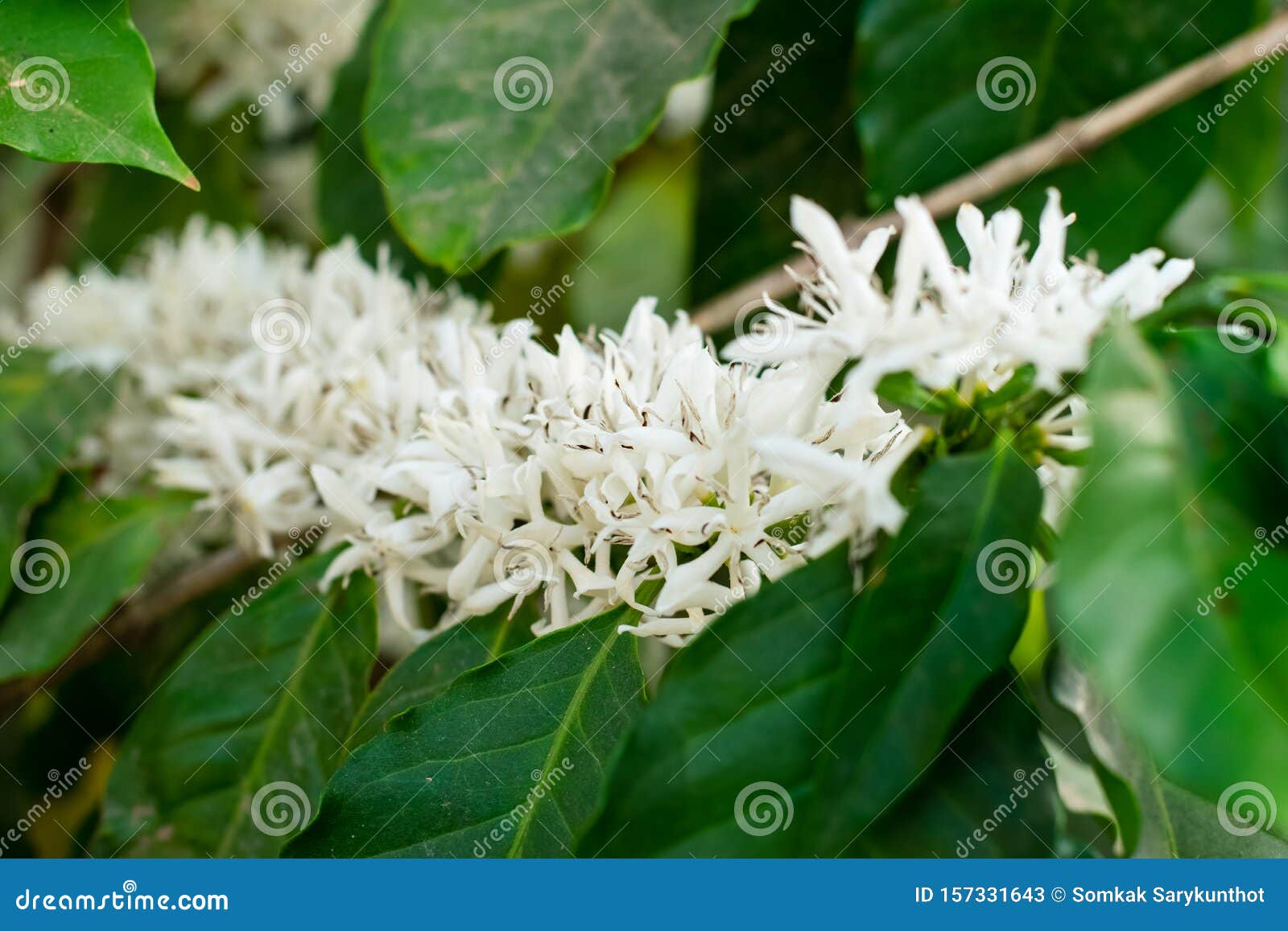 Coffee flowers blossom stock image. Image of food, fruit 157331643