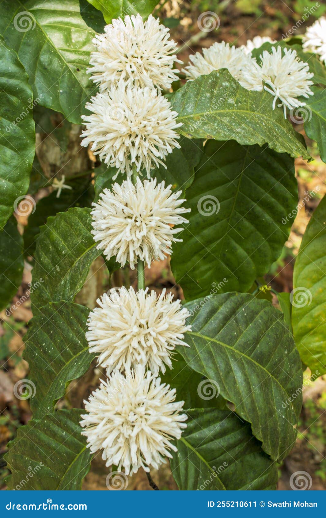 Coffee Flowers in Its Plant Forming a Beautiful Background Stock Image