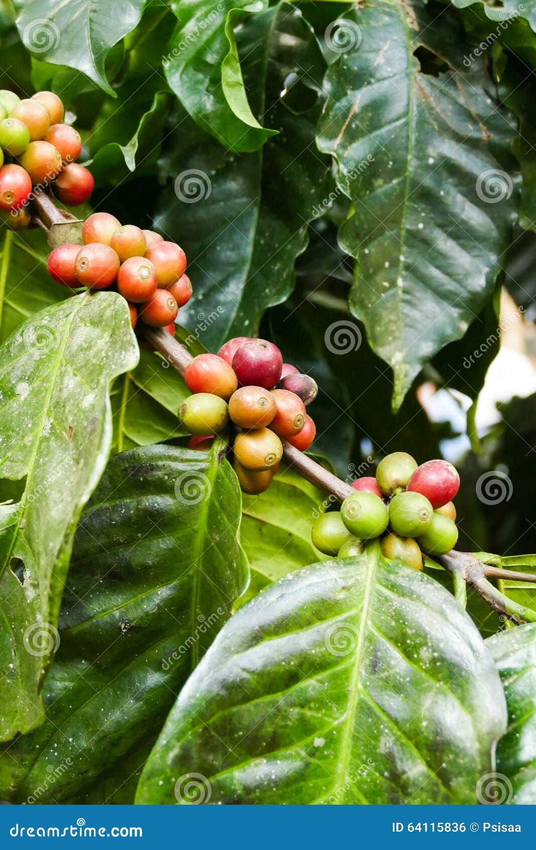 Coffee Fruit Growing in Agricultural Farm Stock Photo Image of