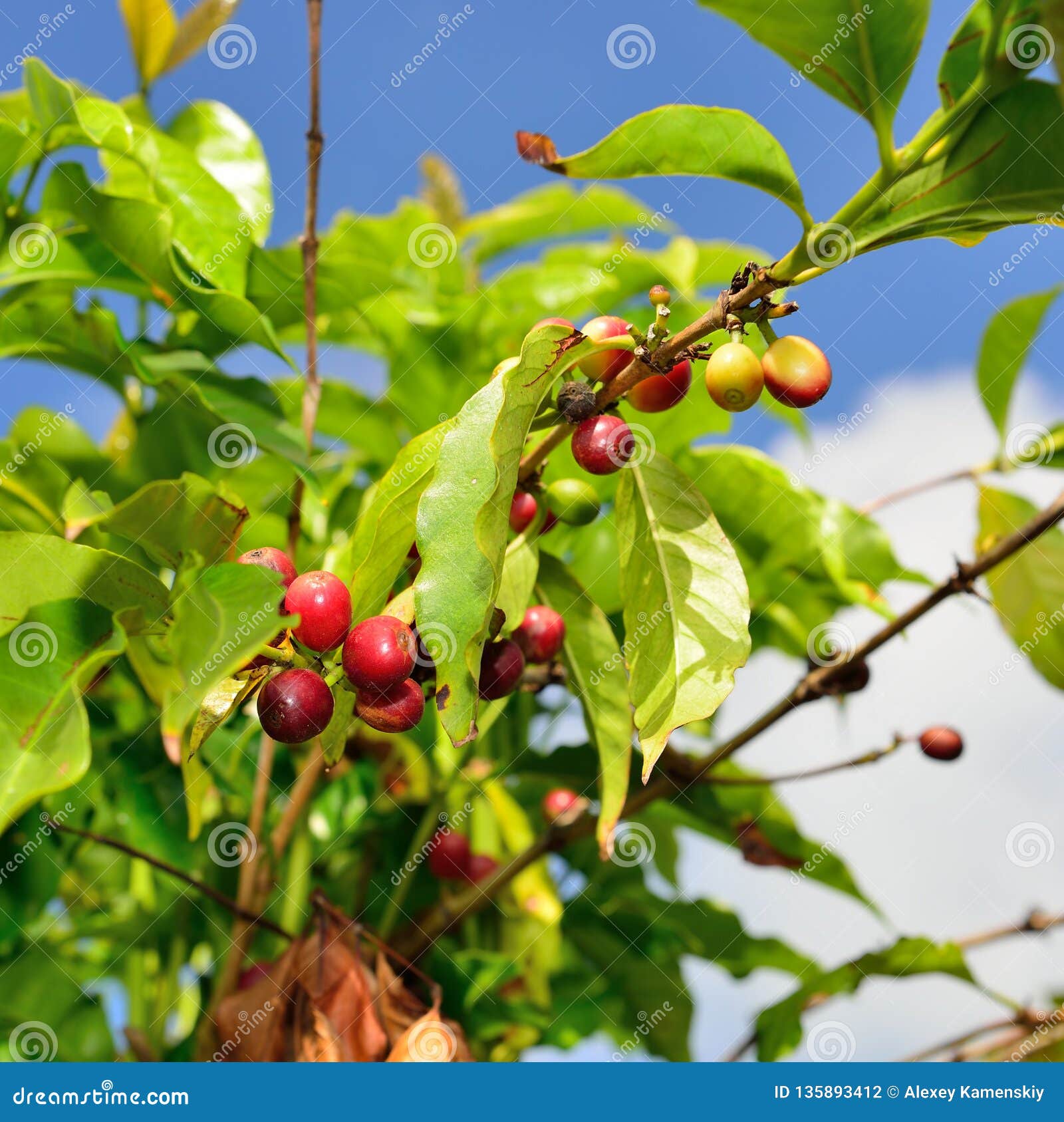 Coffee Fruit Growing in Hawaii Big Island Stock Photo Image of