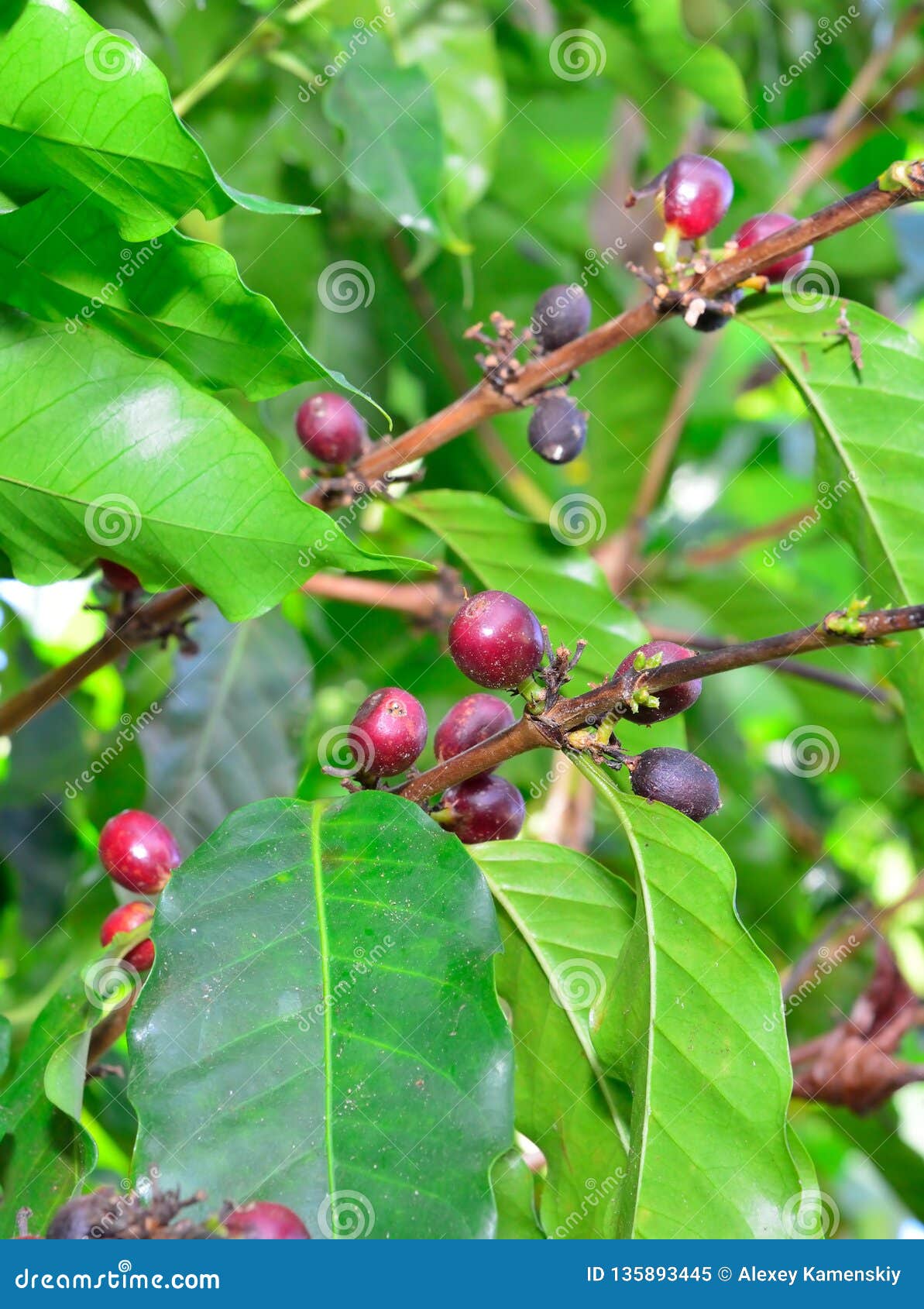 Coffee Fruit Growing in Hawaii Big Island Stock Image Image of famous