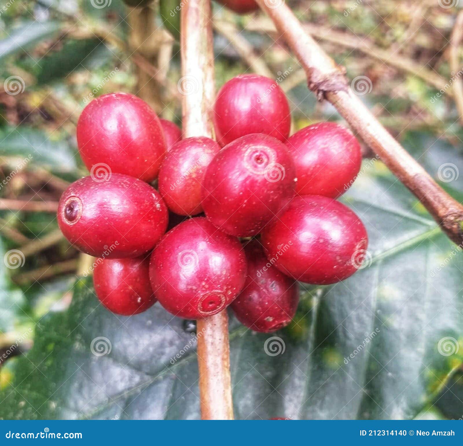 Coffee Fruit in Manglayang Mountain, Sumedang, West JavaIndonesia Stock Photo Image of