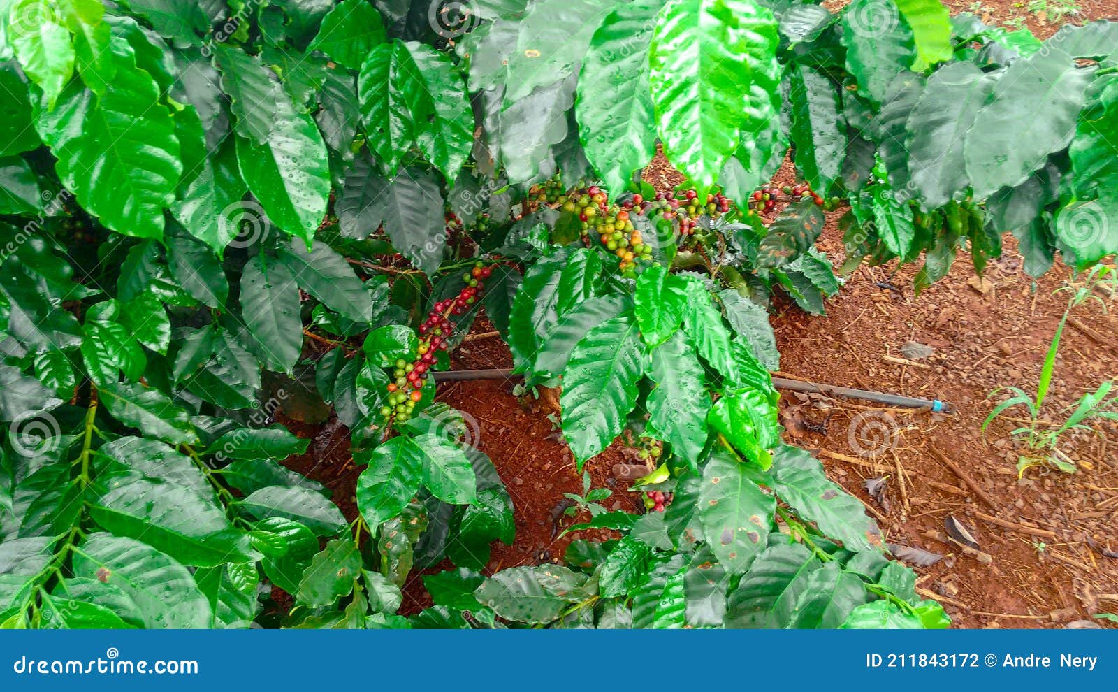 Coffee Fruit Plantation Farm Harvest Coffee Beans Space for Text