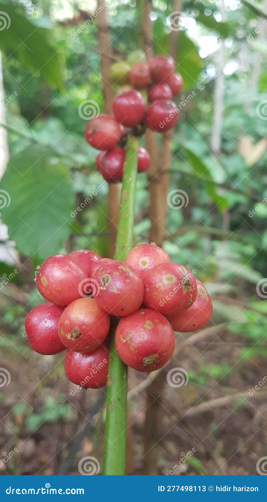Coffee Fruit that is Ready To Pick Stock Image Image of sleepy