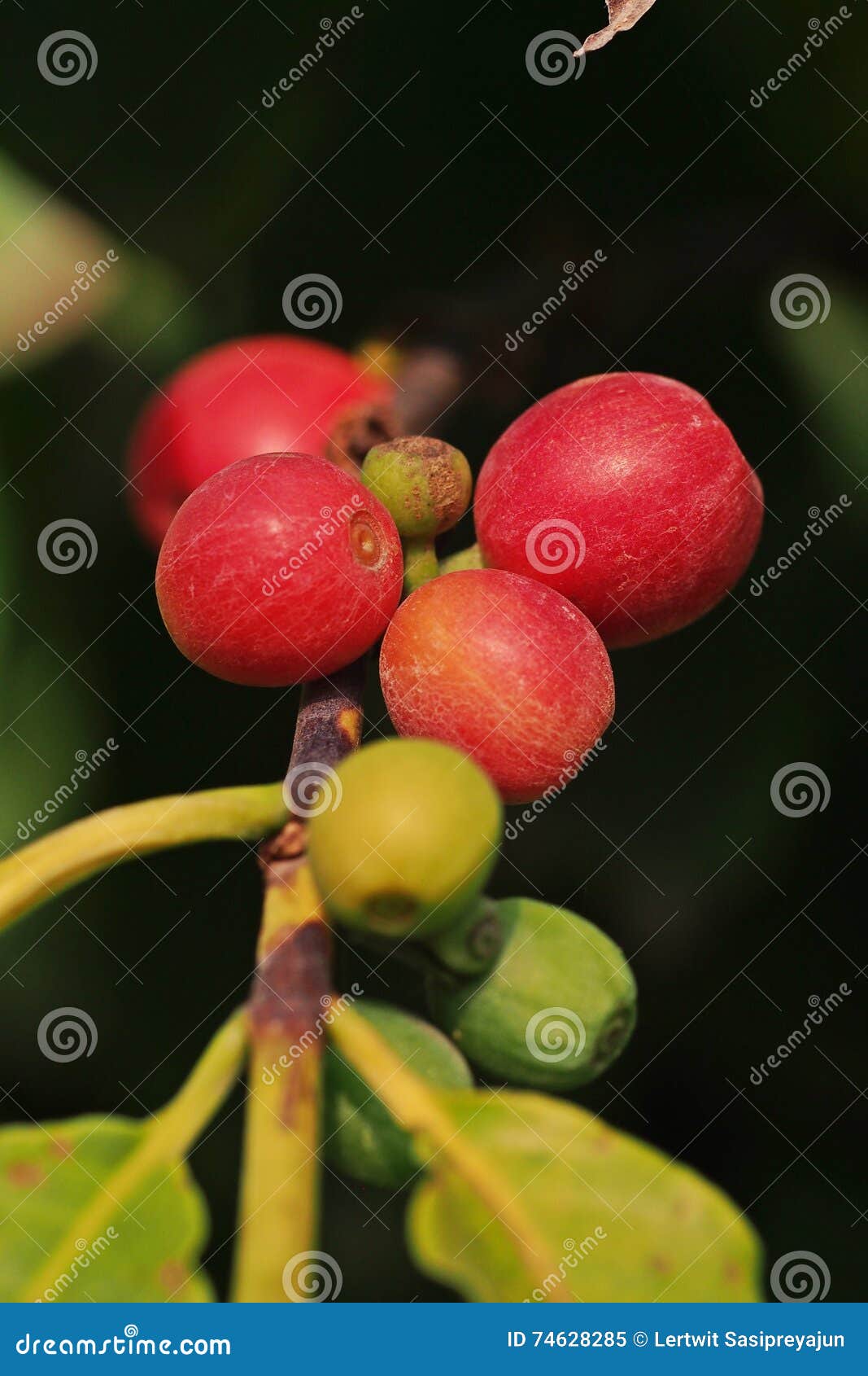 Coffee fruit set stock image. Image of drink, natural 74628285