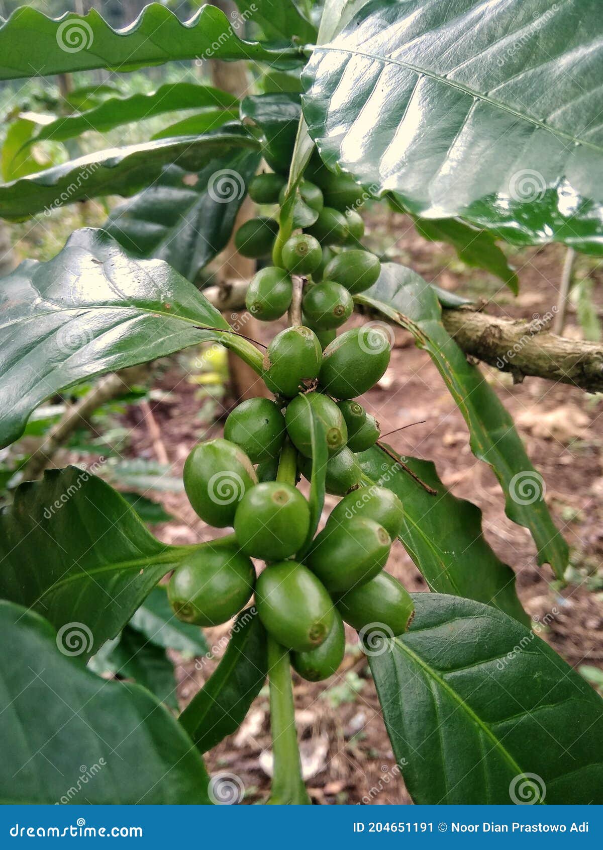 The Coffee Fruit is Still Green Stock Image Image of shrub, flower