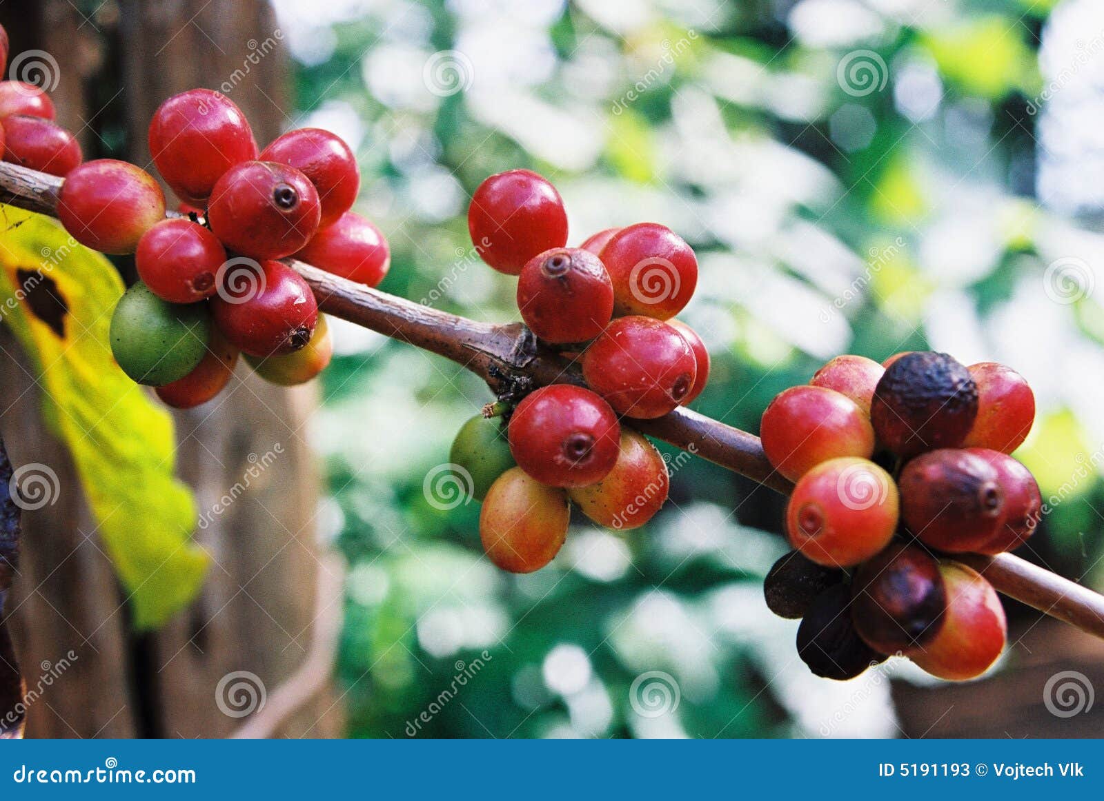 Coffee fruits stock image. Image of plant, mature, coffee 5191193