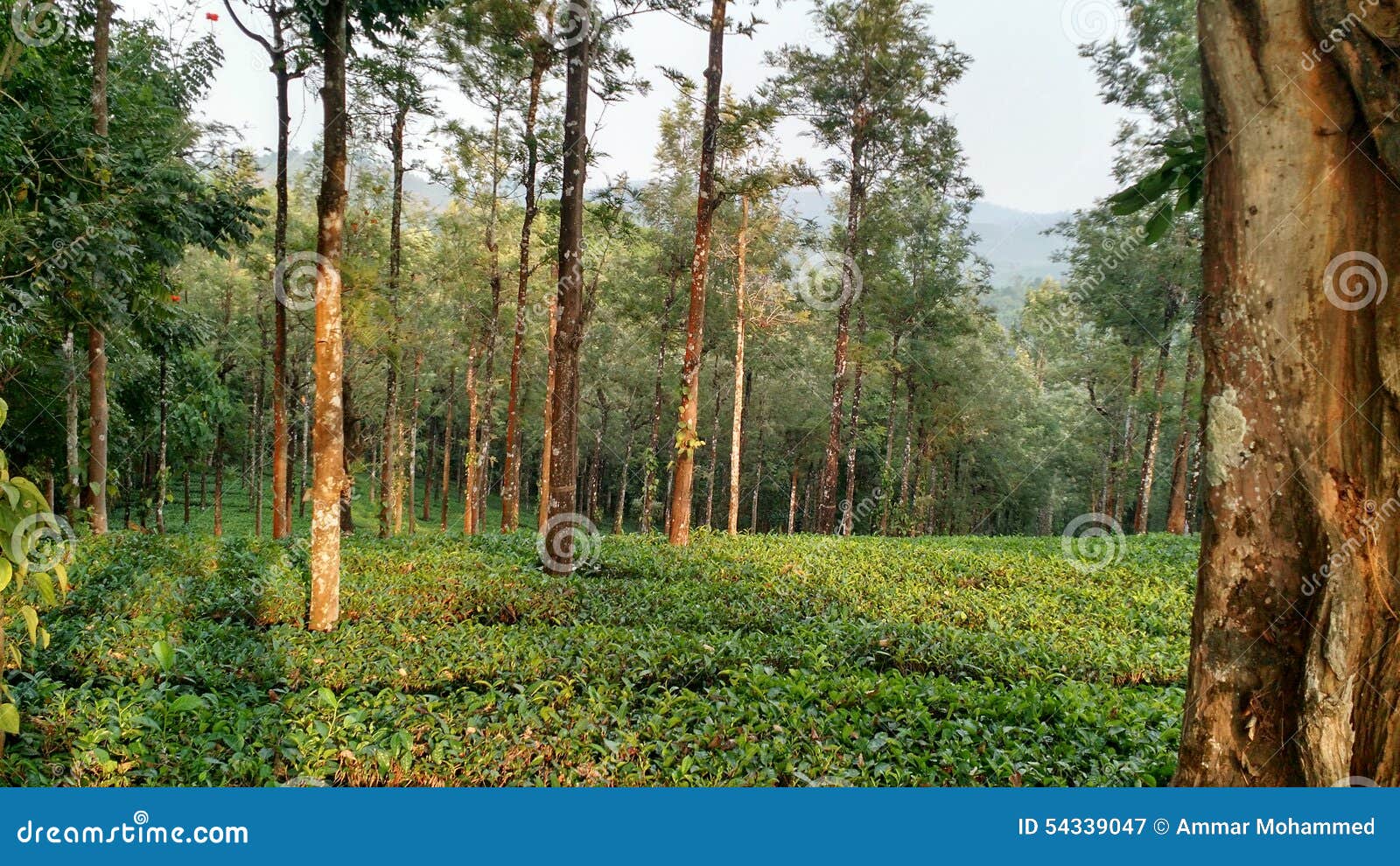 Coffee Garden stock image. Image of kerala, india, garden 54339047