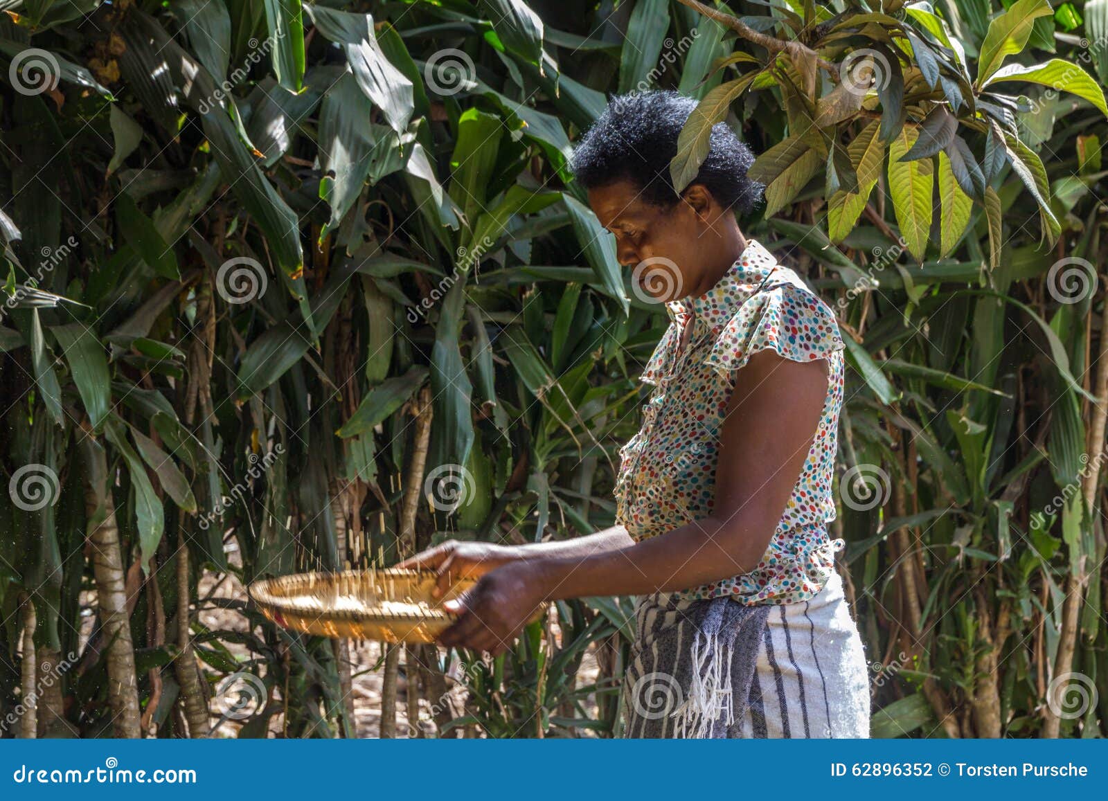Coffee growing in Africa editorial photography. Image of country 62896352