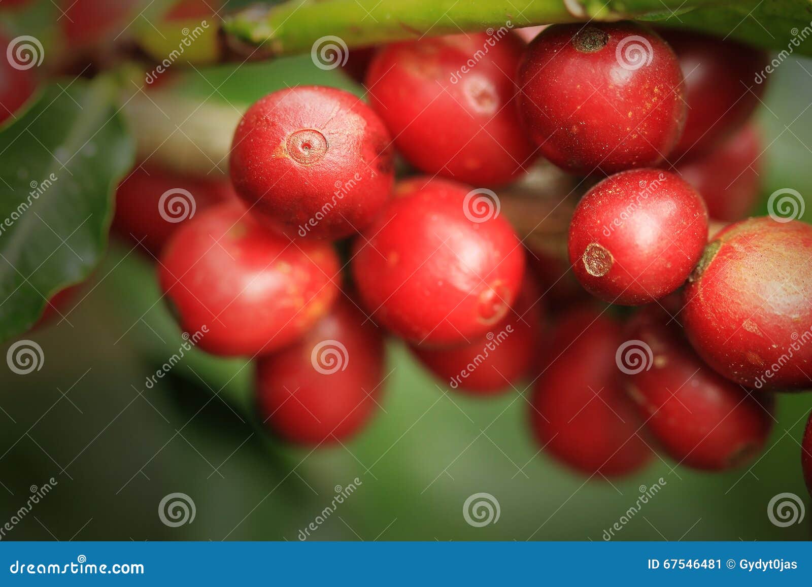Coffee Growing in Costa Rica Stock Image Image of farmer, crop 67546481
