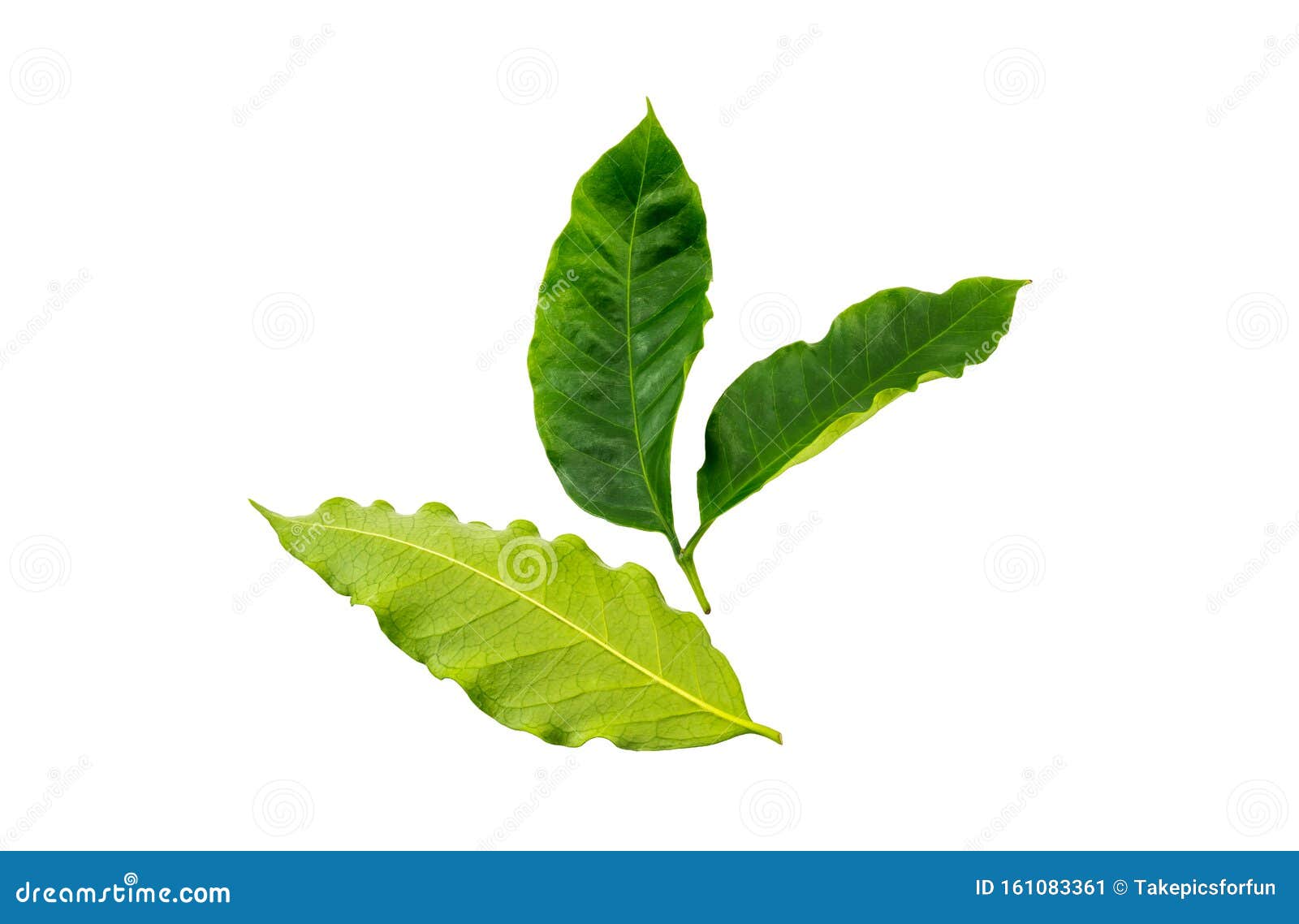 Coffee Leaves Isolated on White Background Stock Image Image of