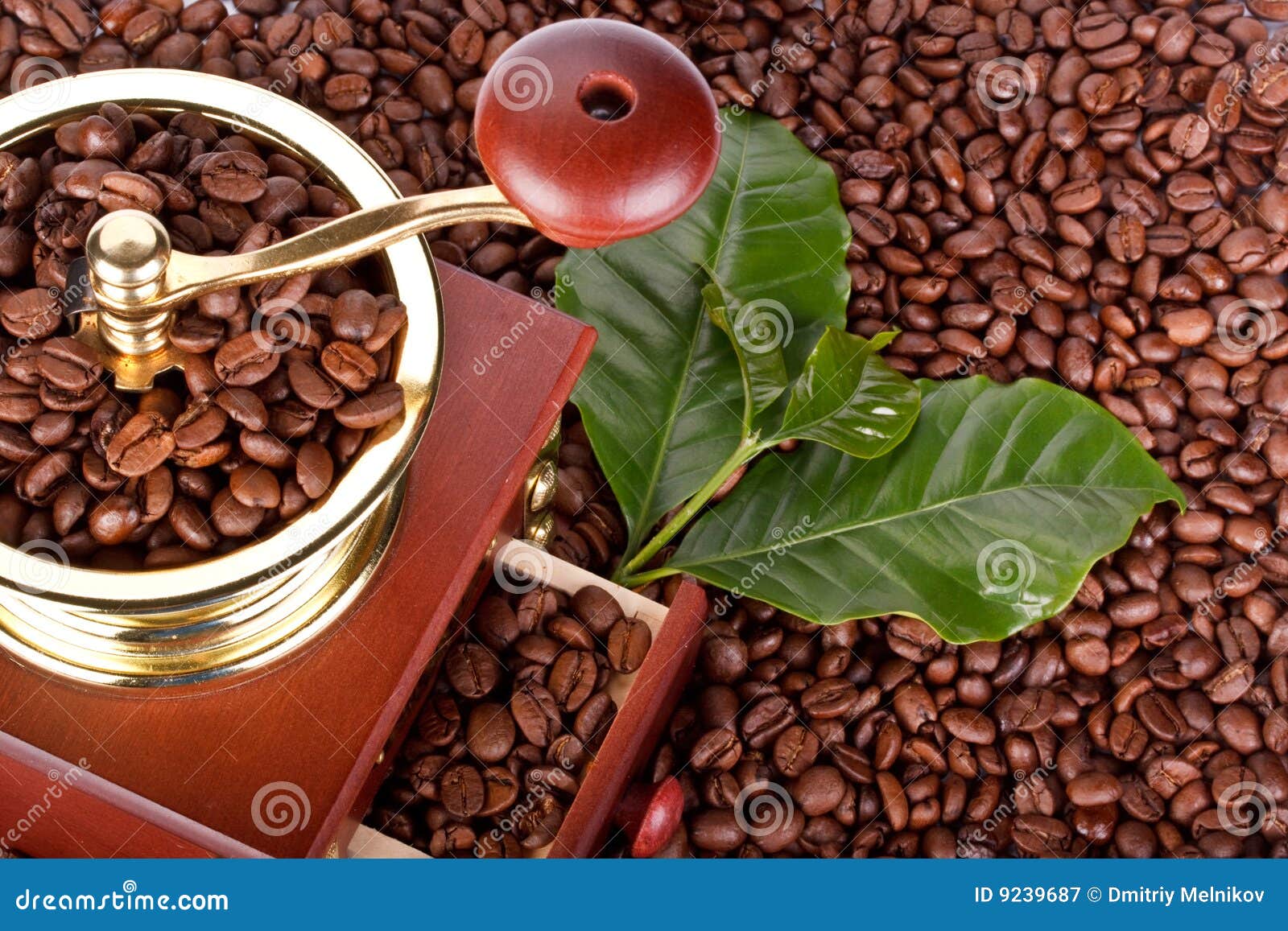 Coffee Mill and Coffee Beans Stock Image Image of brown, java 9239687