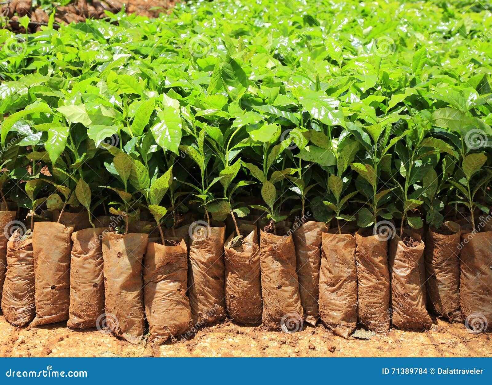 Coffee nursery tree stock photo. Image of highland, basalt 71389784