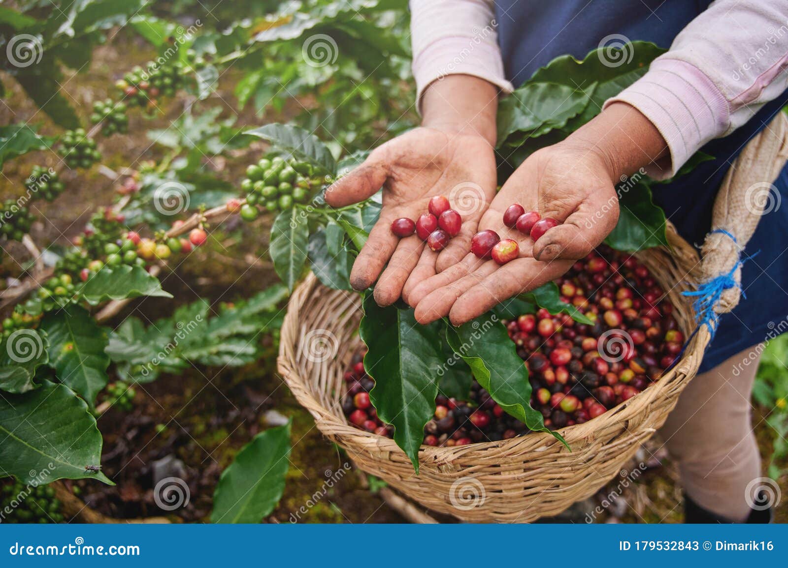 coffee picker show red cherries
