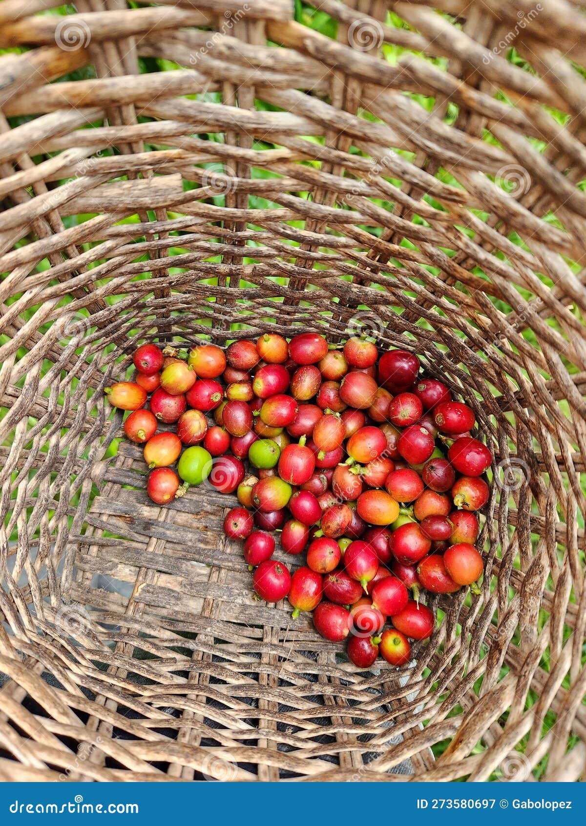 Coffee picking in Colombia stock image. Image of picking 273580697