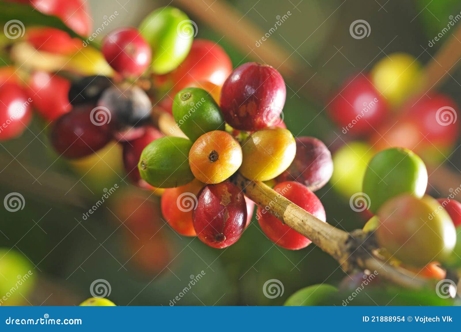 Coffee plant stock photo. Image of america, coffee, central 21888954