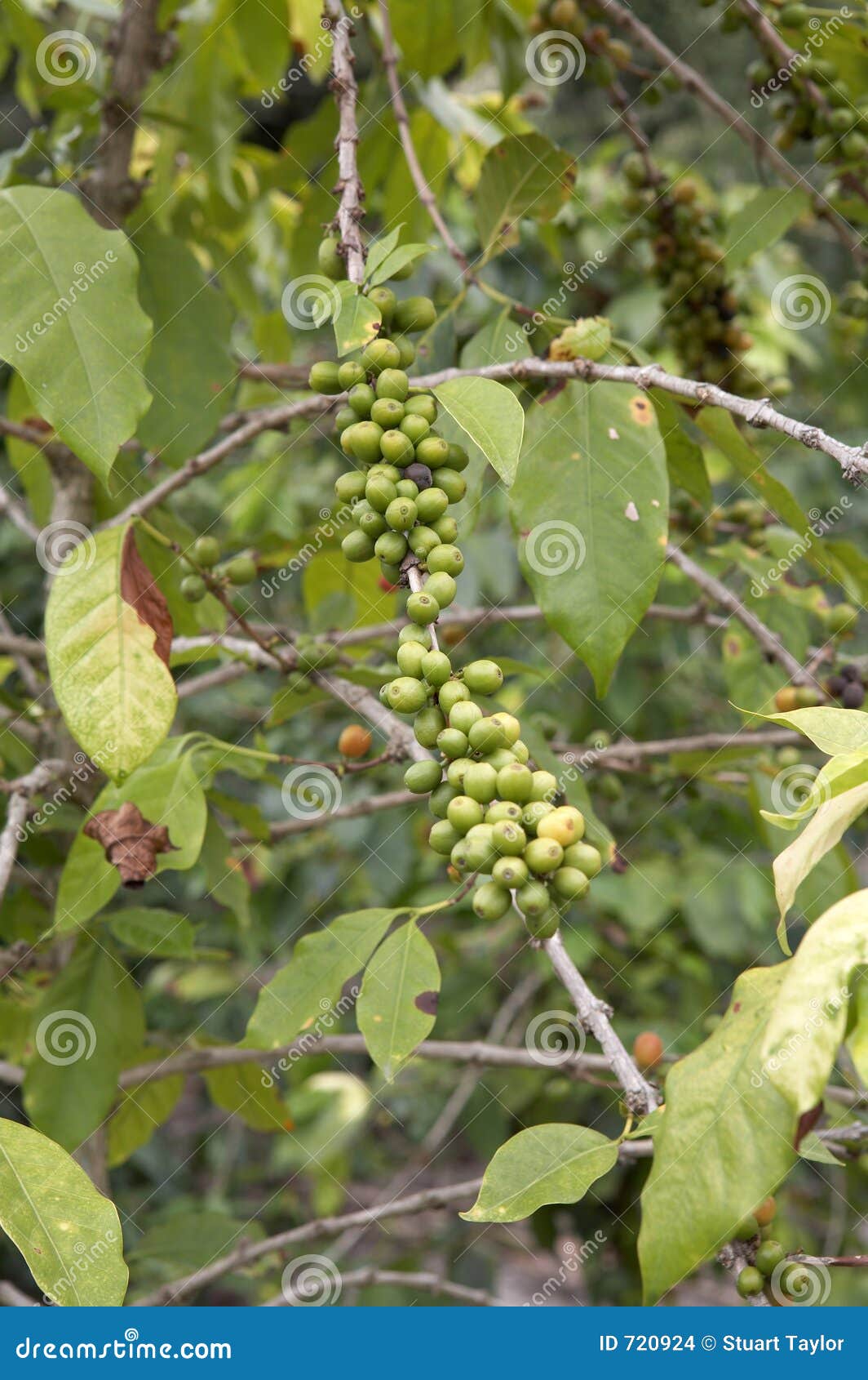 Coffee Plant stock photo. Image of sumatra, drink, green - 720924