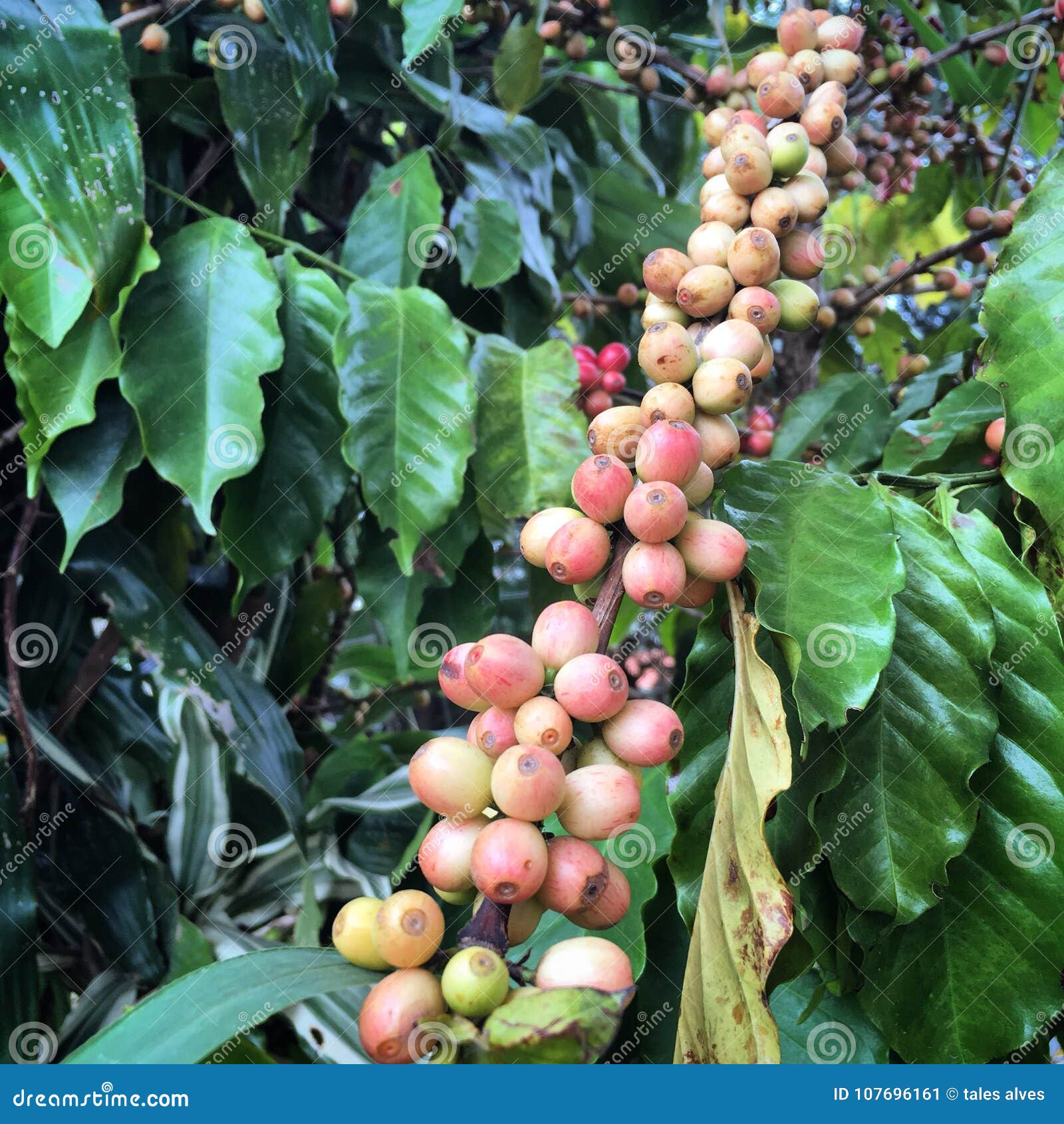 Coffee plant stock image. Image of plant, brazilian 107696161