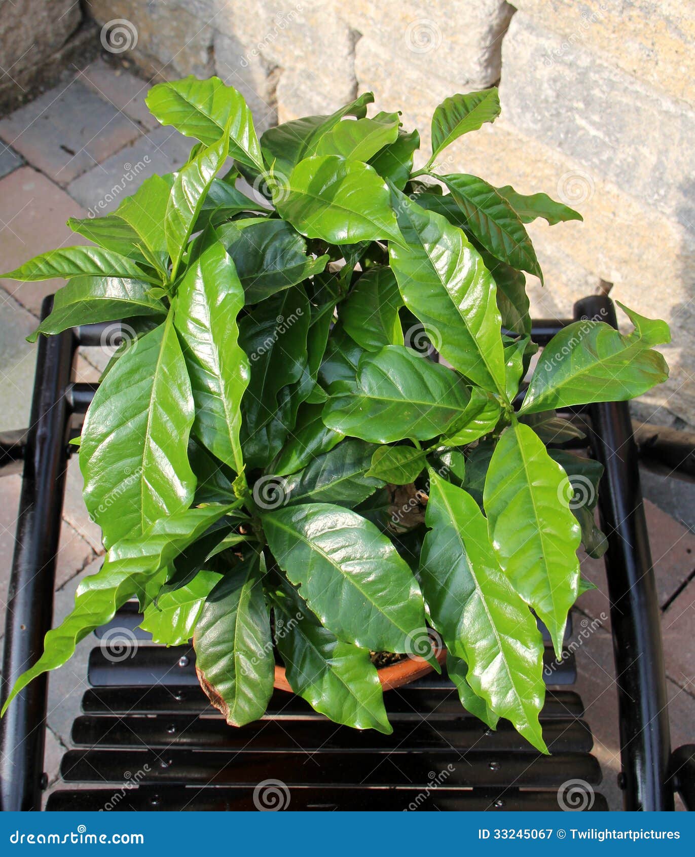 Coffee plant stock image. Image of brown, coffee, coffea 33245067