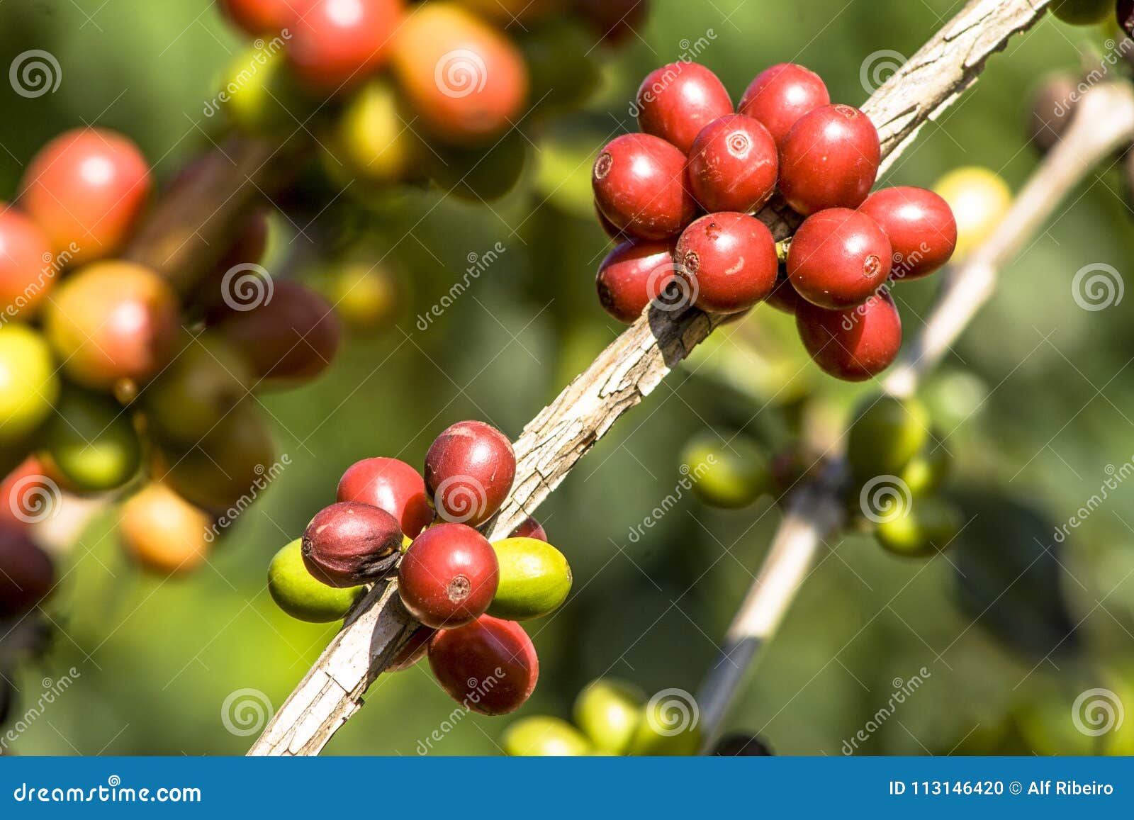 Coffee plant in field stock photo. Image of organic 113146420
