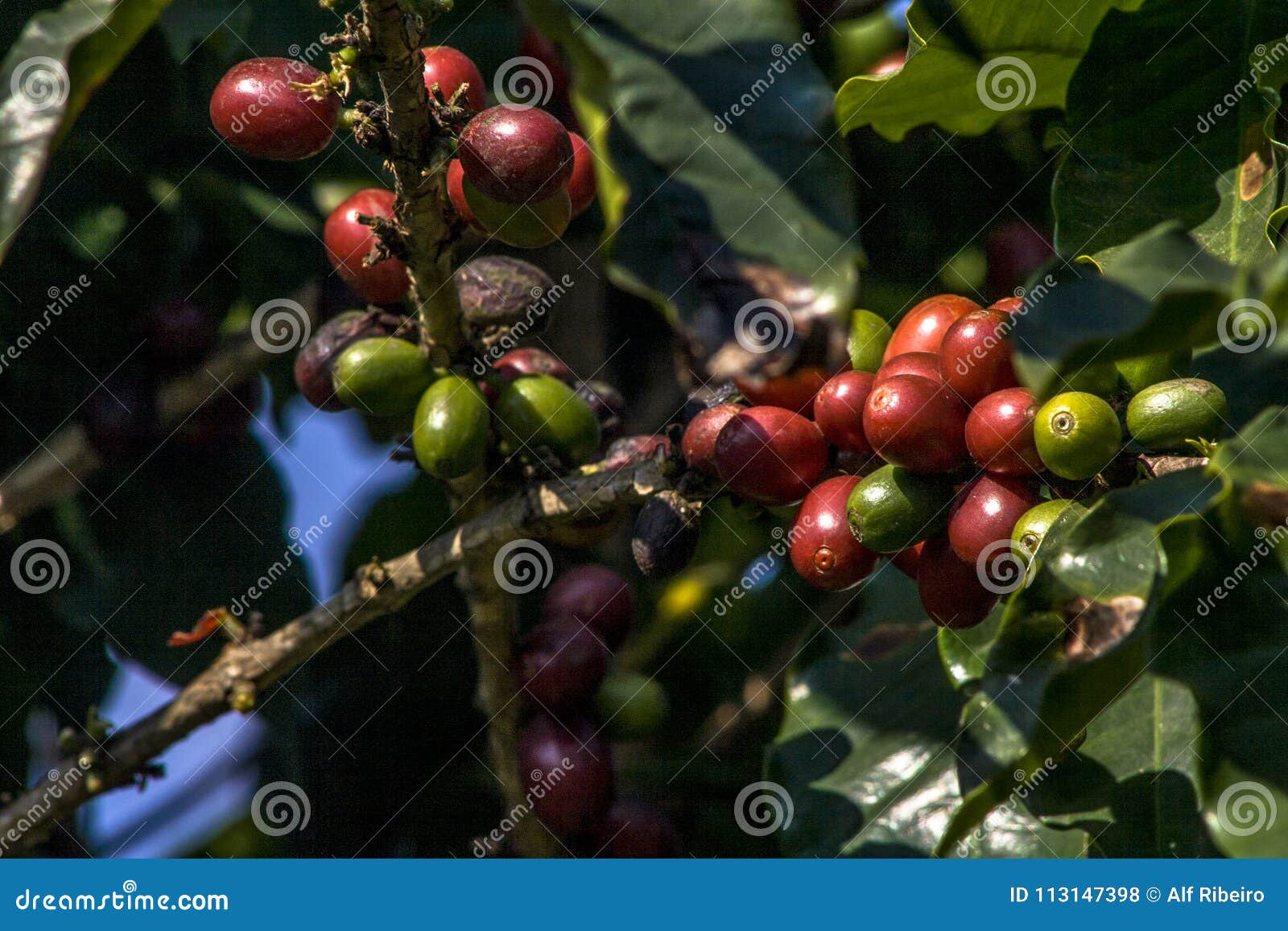 Coffee plant in field stock photo. Image of closeup 113147398