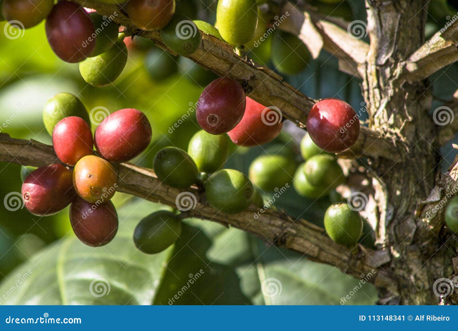 Coffee plant in field stock image. Image of ecology 113148341