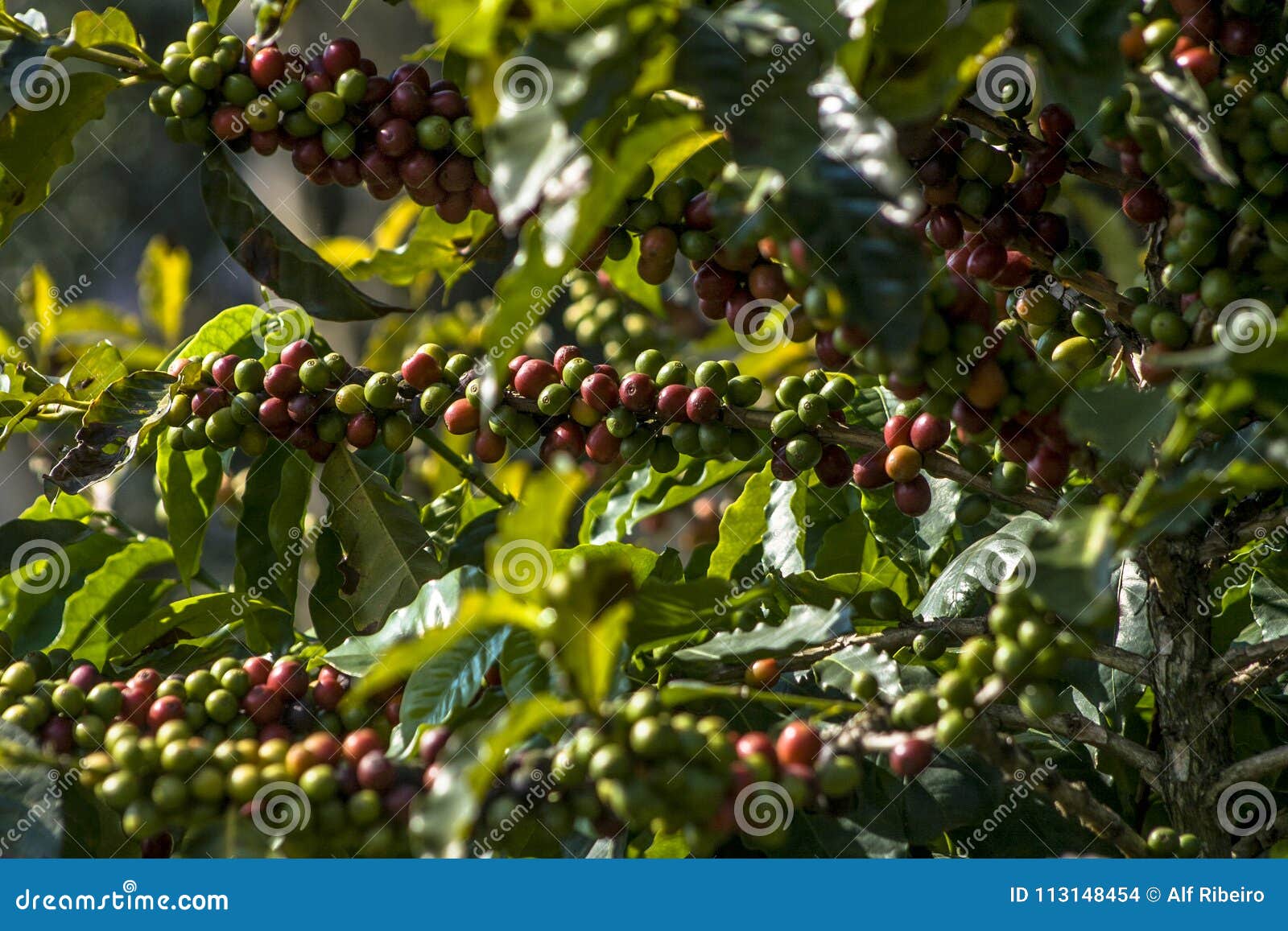 Coffee plant in field stock photo. Image of nature, grow 113148454