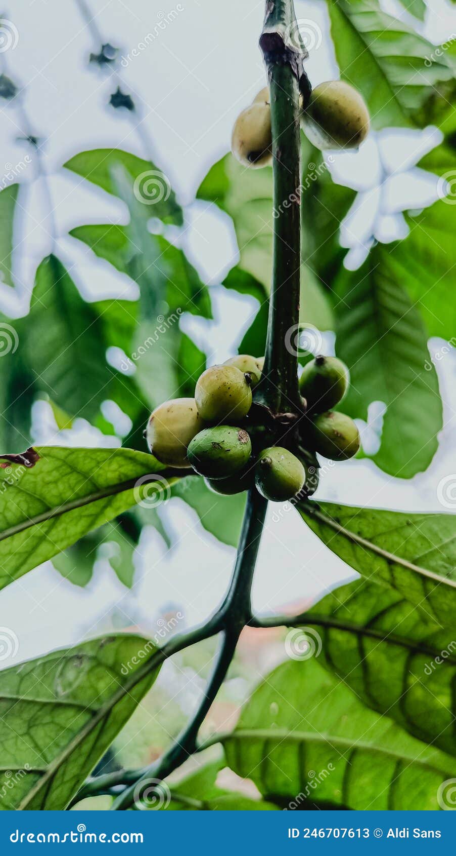 Coffee plant fruit stock image. Image of plant, yellow 246707613