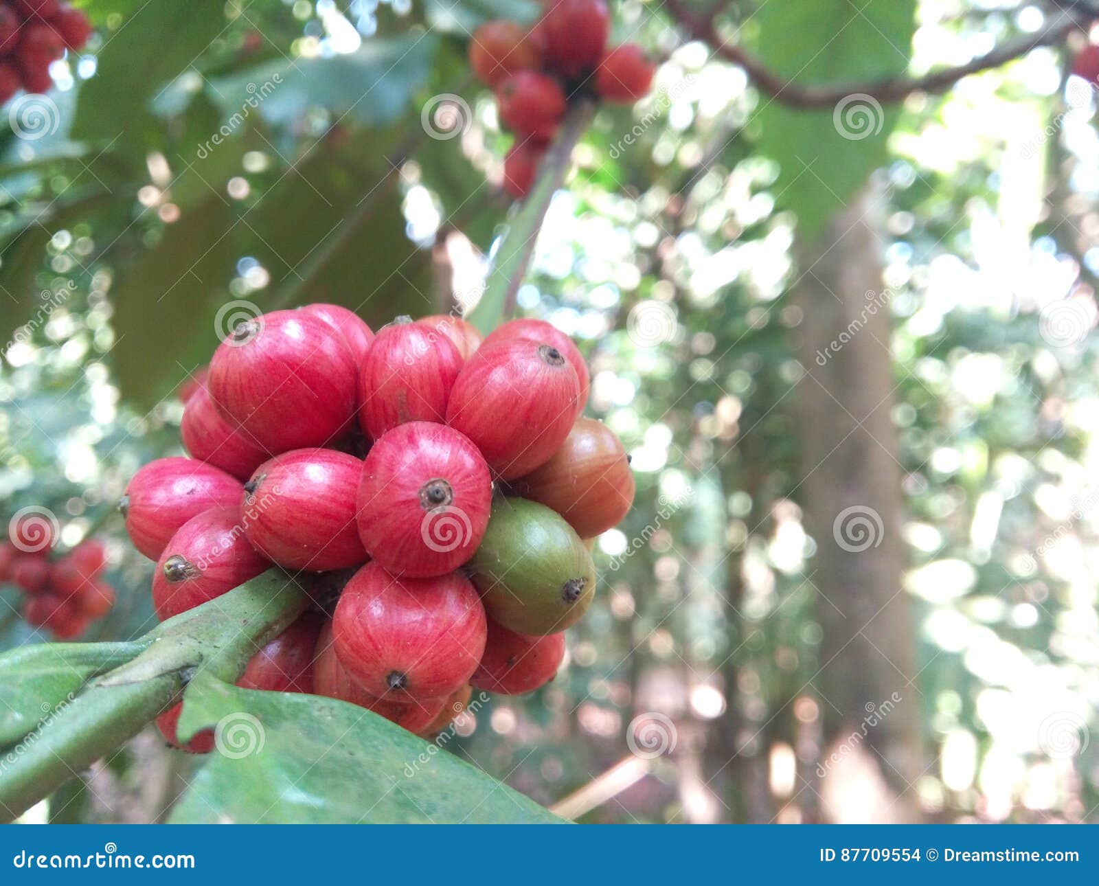 Coffee plant stock photo. Image of karnataka, place, nature 87709554