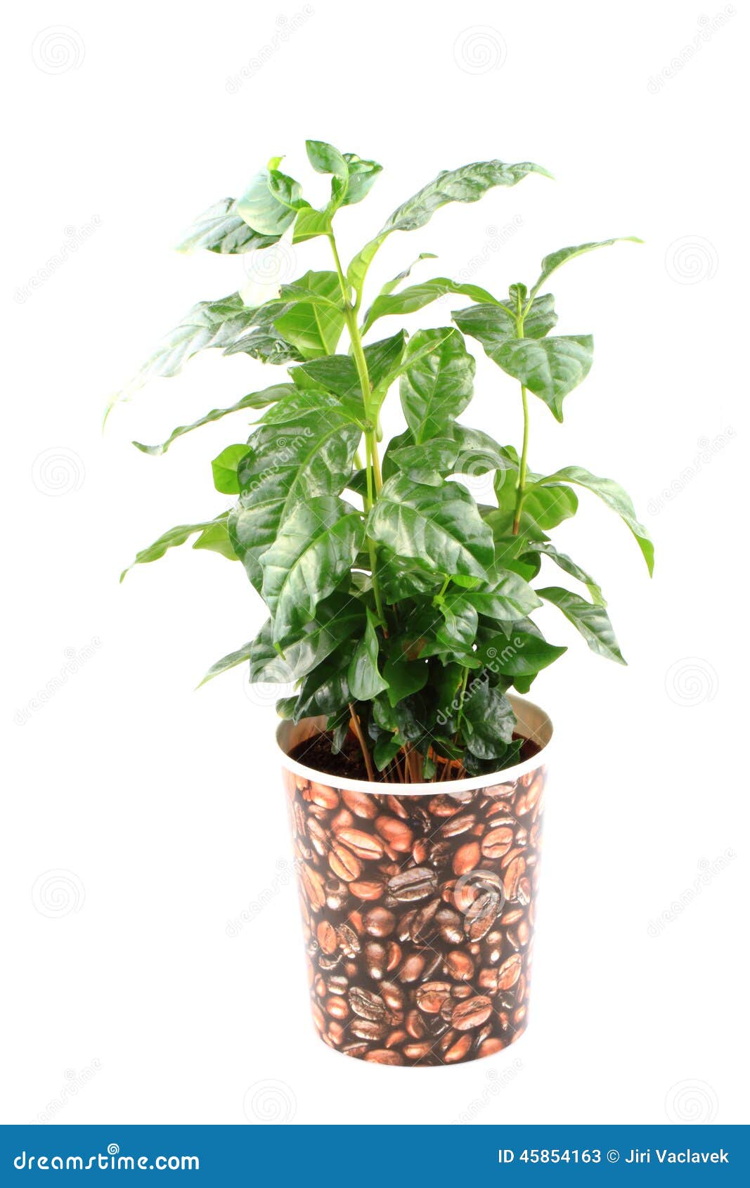 Coffee plant isolated stock image. Image of background 45854163
