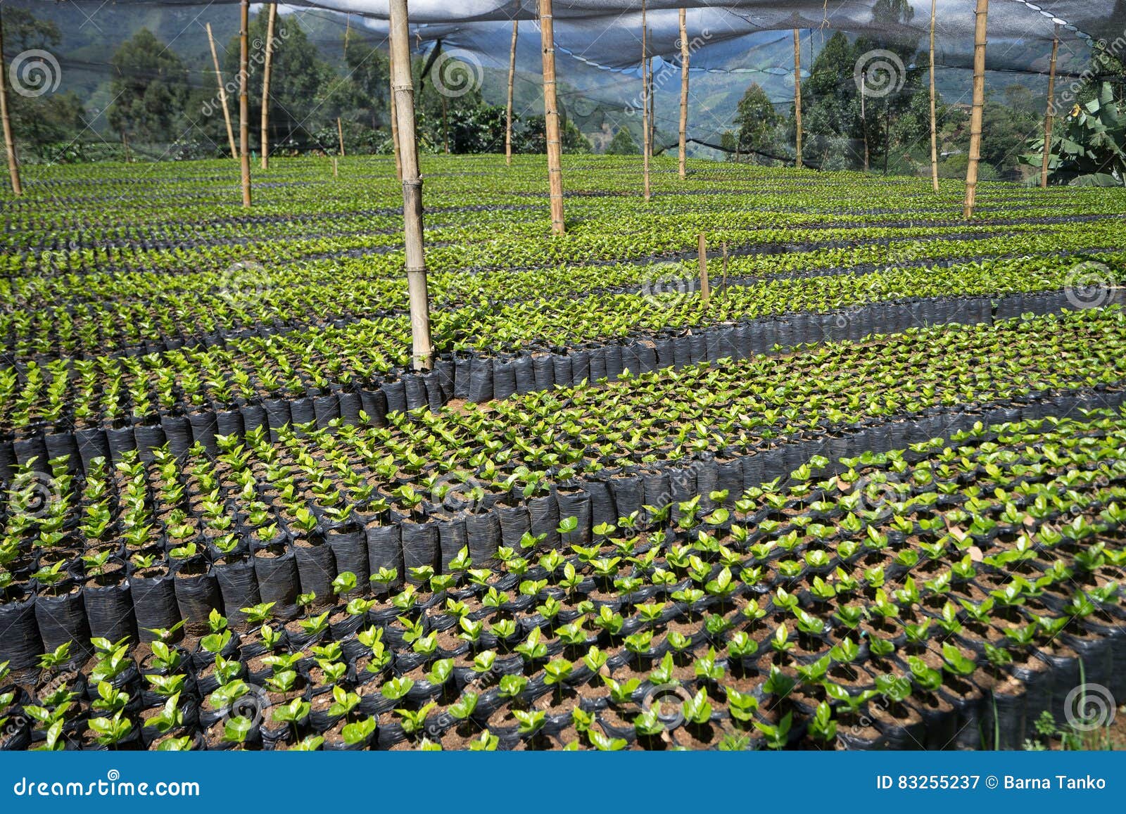 Coffee plant nursery stock image. Image of nursery, coffee 83255237