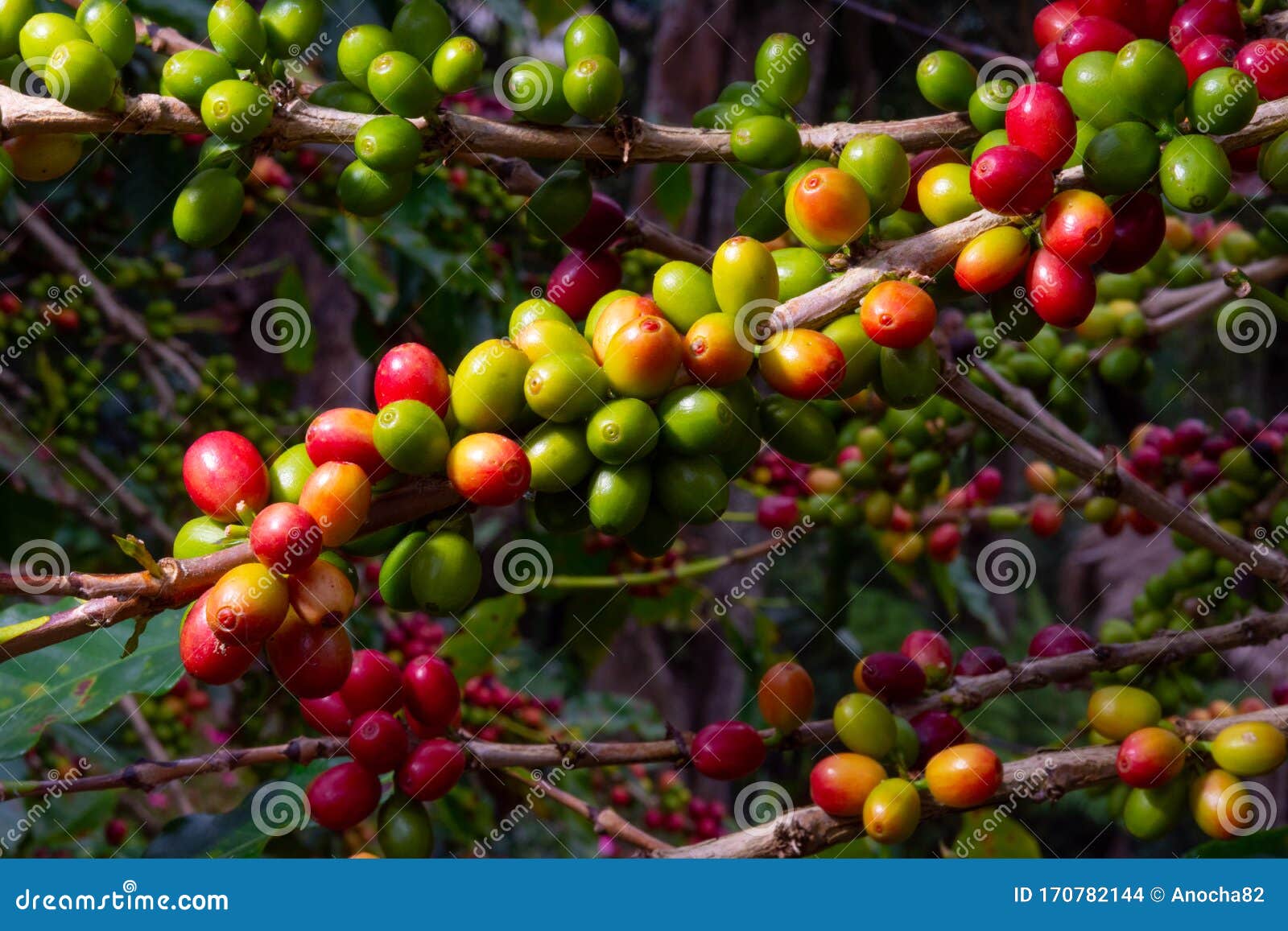 Coffee Plant with Seeds Red and Green. Stock Photo Image of farm
