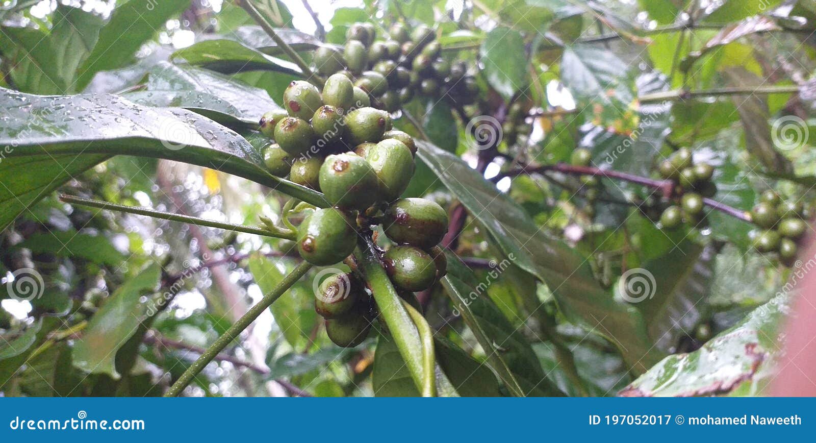 Coffee Plant with Coffee Seeds Stock Image Image of twig, spruce