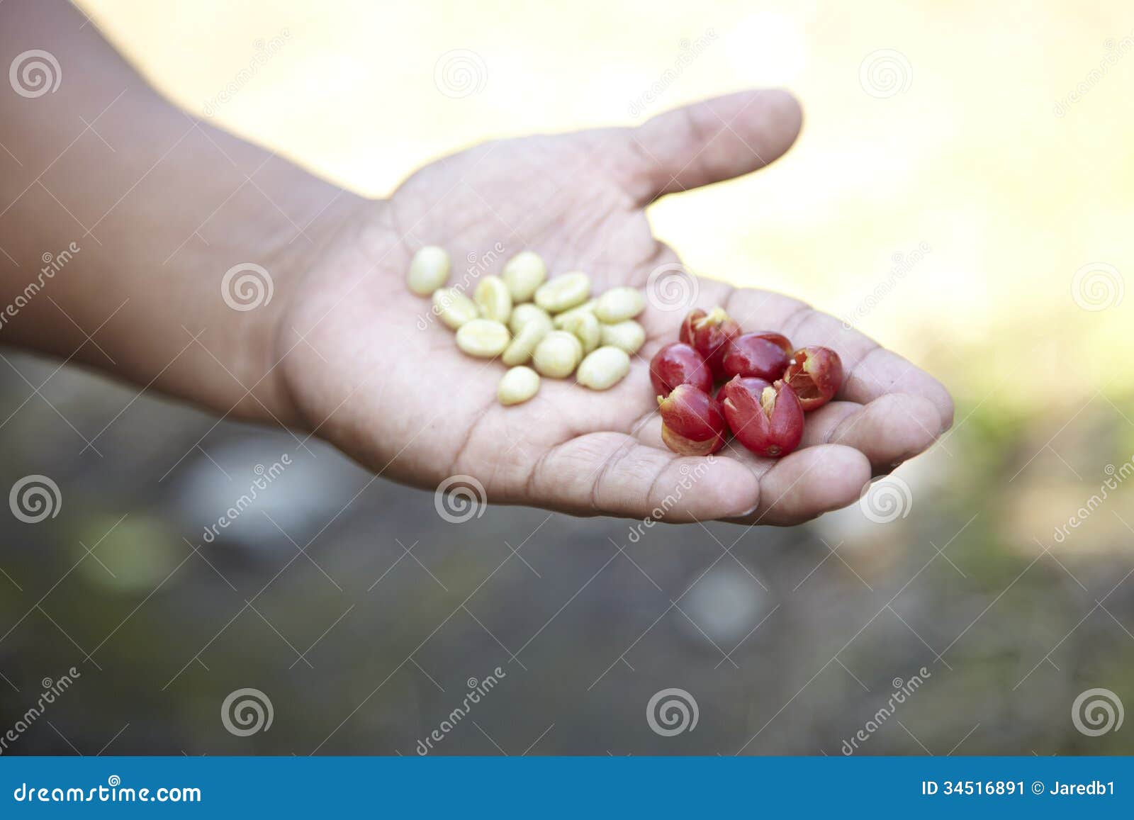coffee plantation, boquete, panama5