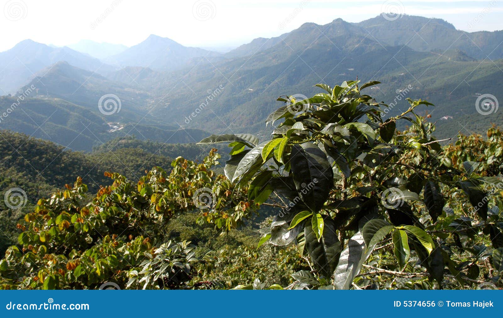 coffee plantation guatemala 12