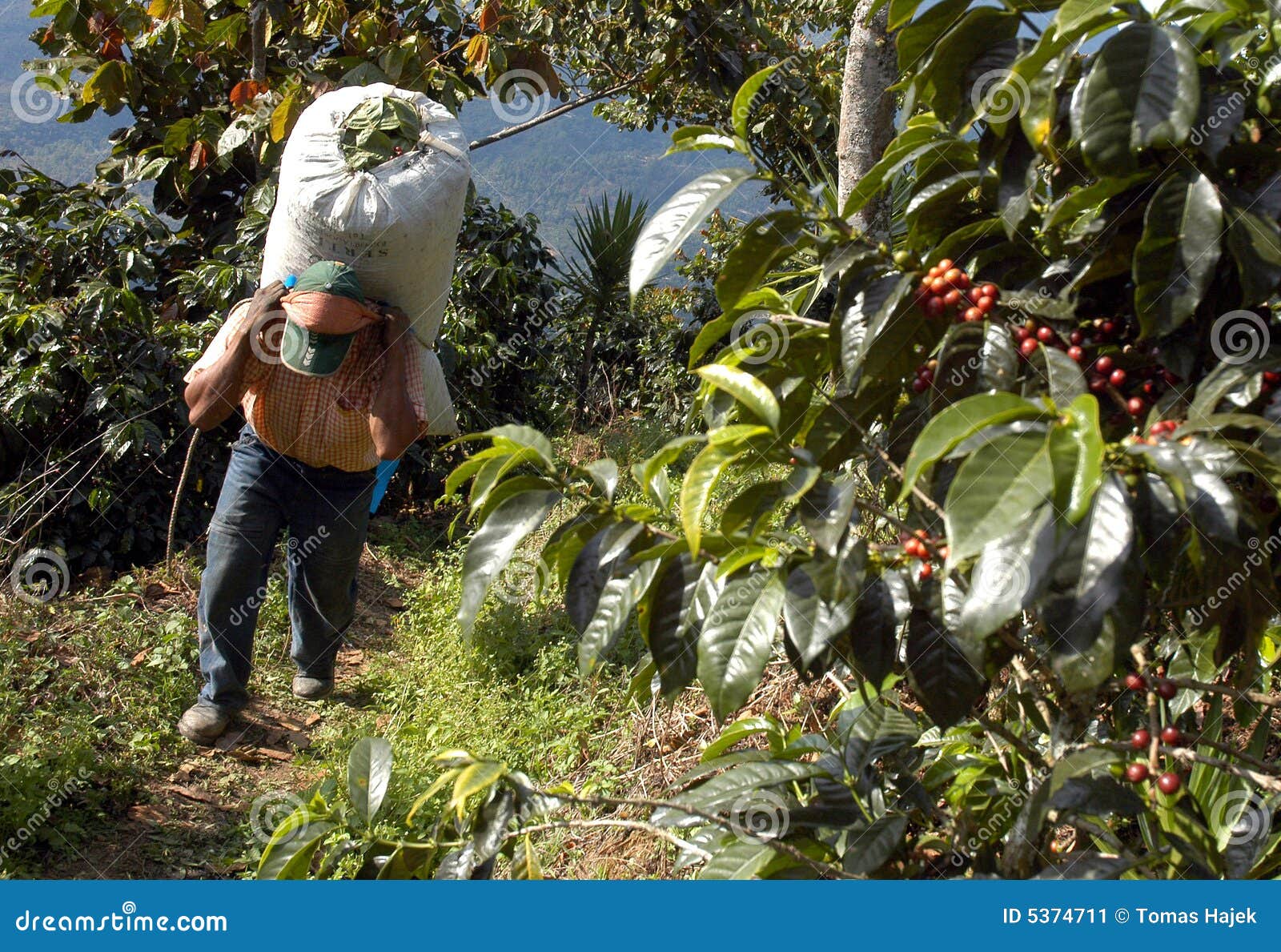 coffee plantation guatemala 23