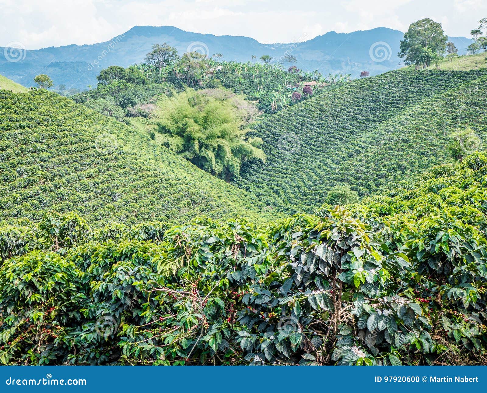 coffee plantation in jerico, colombia