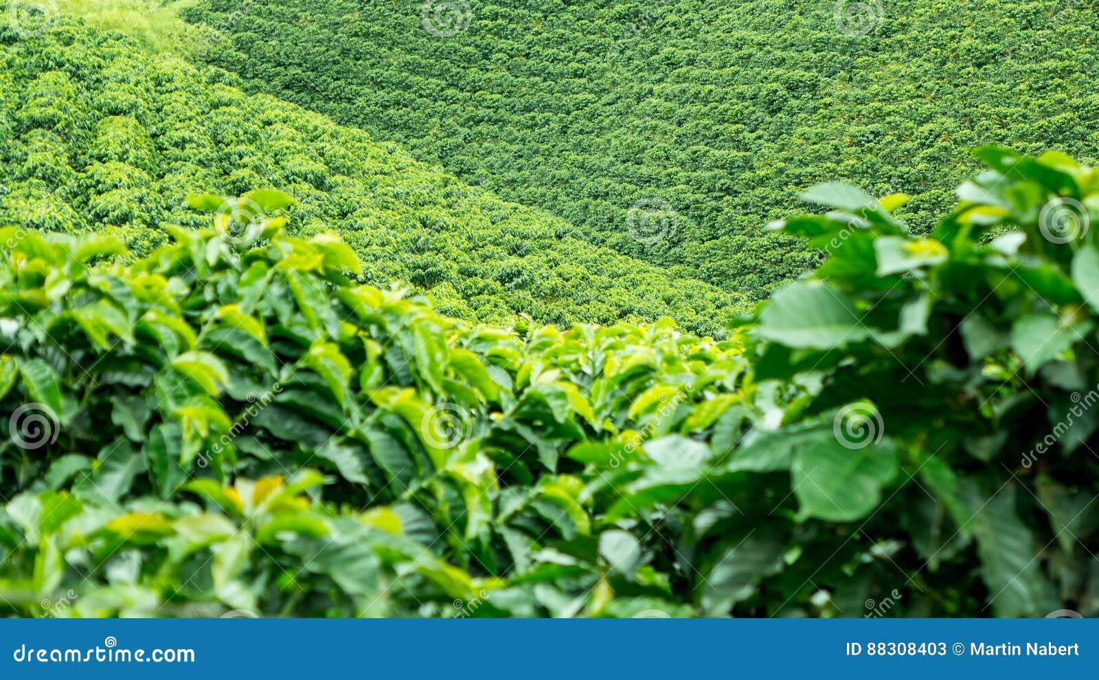 coffee plantation