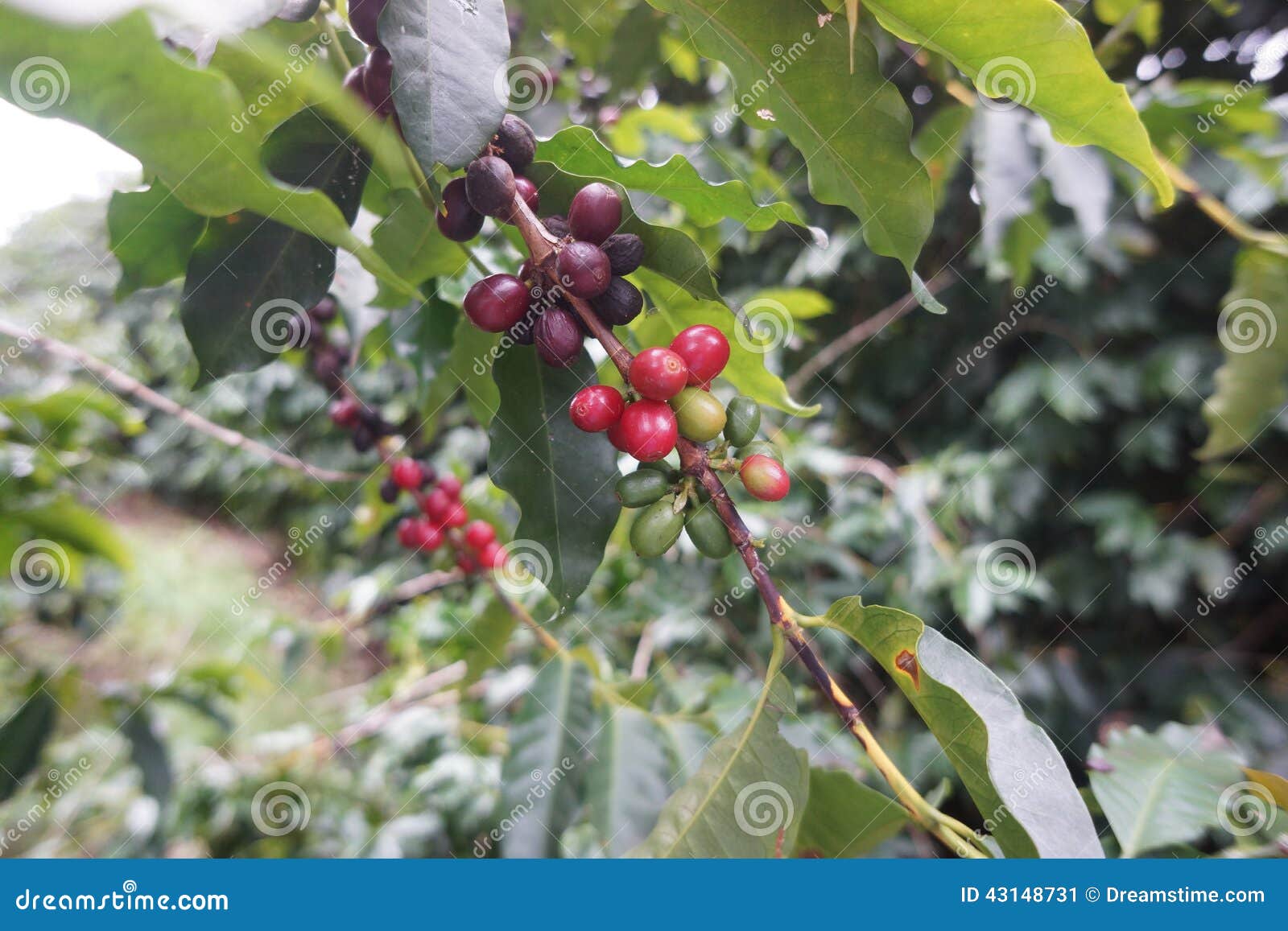 coffee plantation in the rural town of carmo de minas brazil