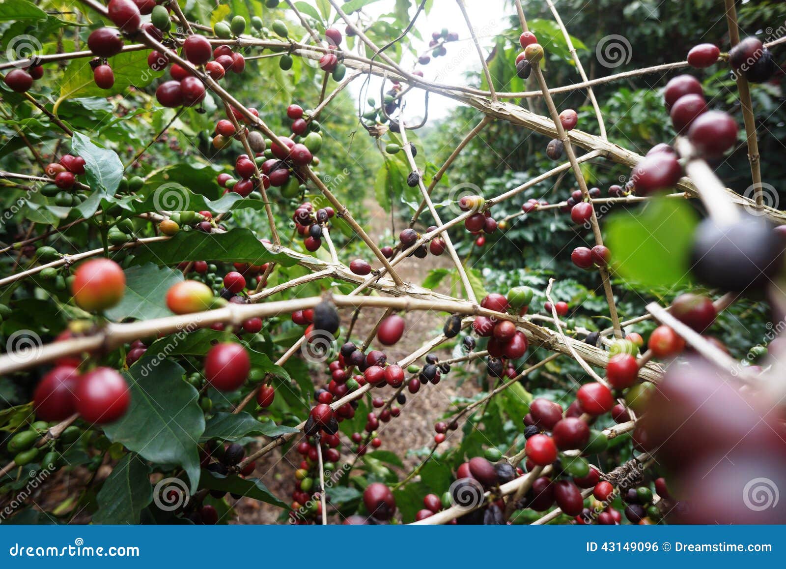 coffee plantation in the rural town of carmo de minas brazil