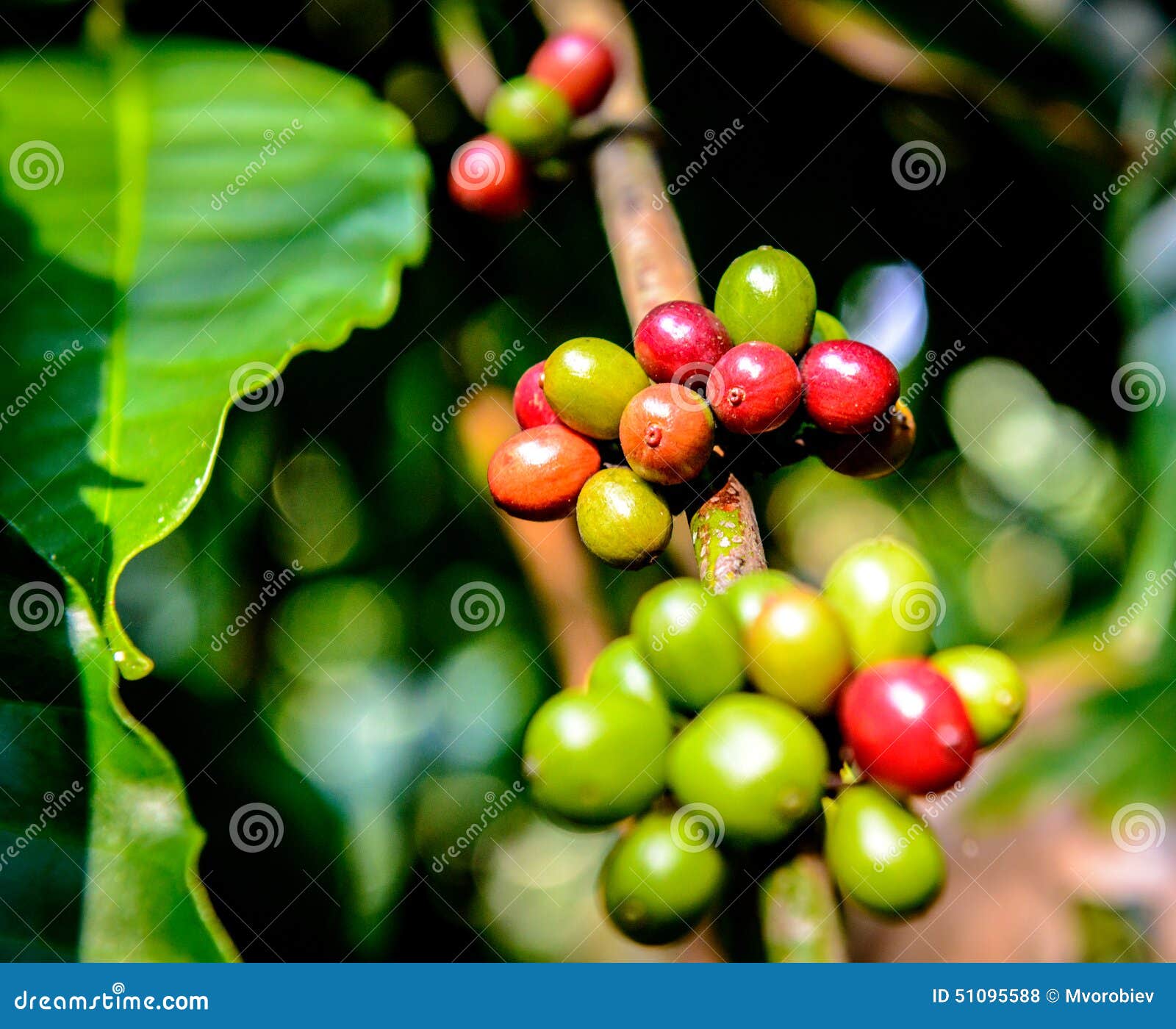 Coffee Plantation in South India Stock Photo Image of tropical