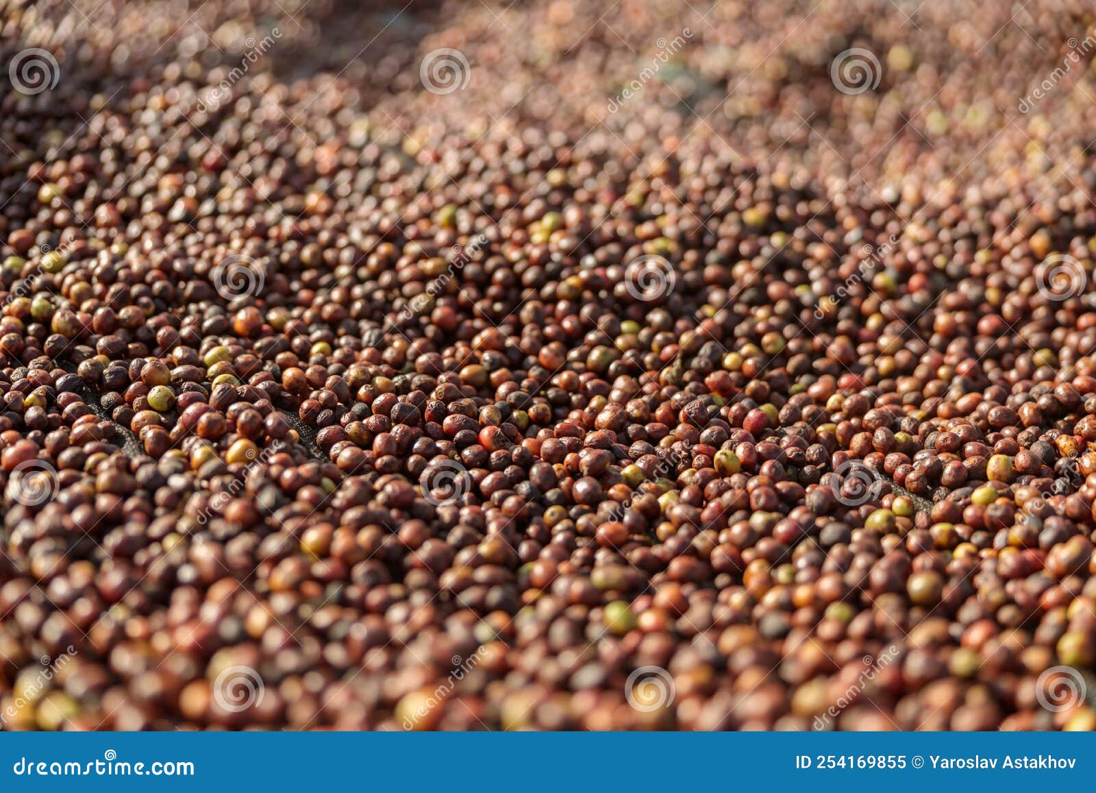 Coffee Plantations on the Mountains in Africa Stock Image Image of